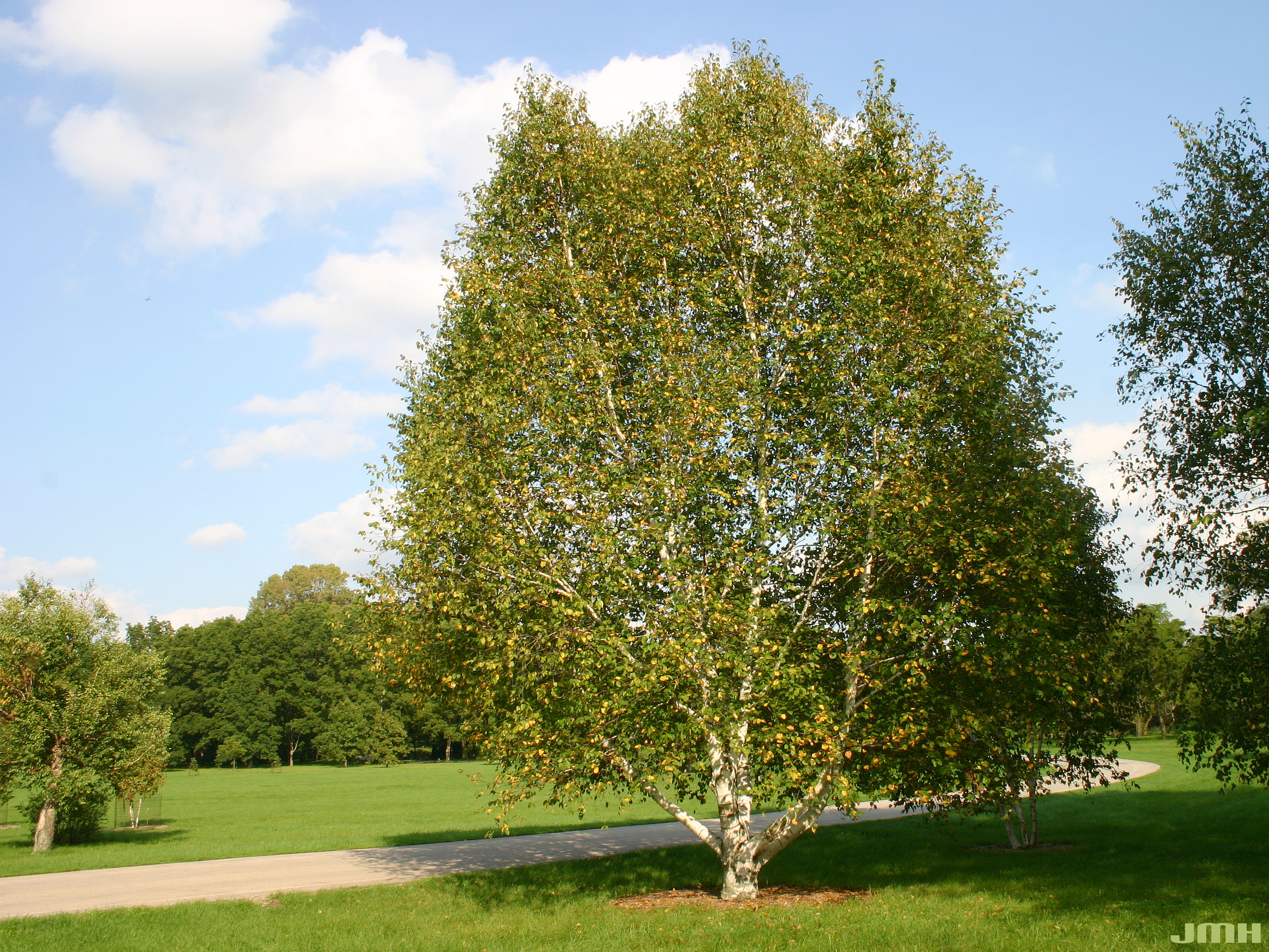 фото деревьев средней полосы