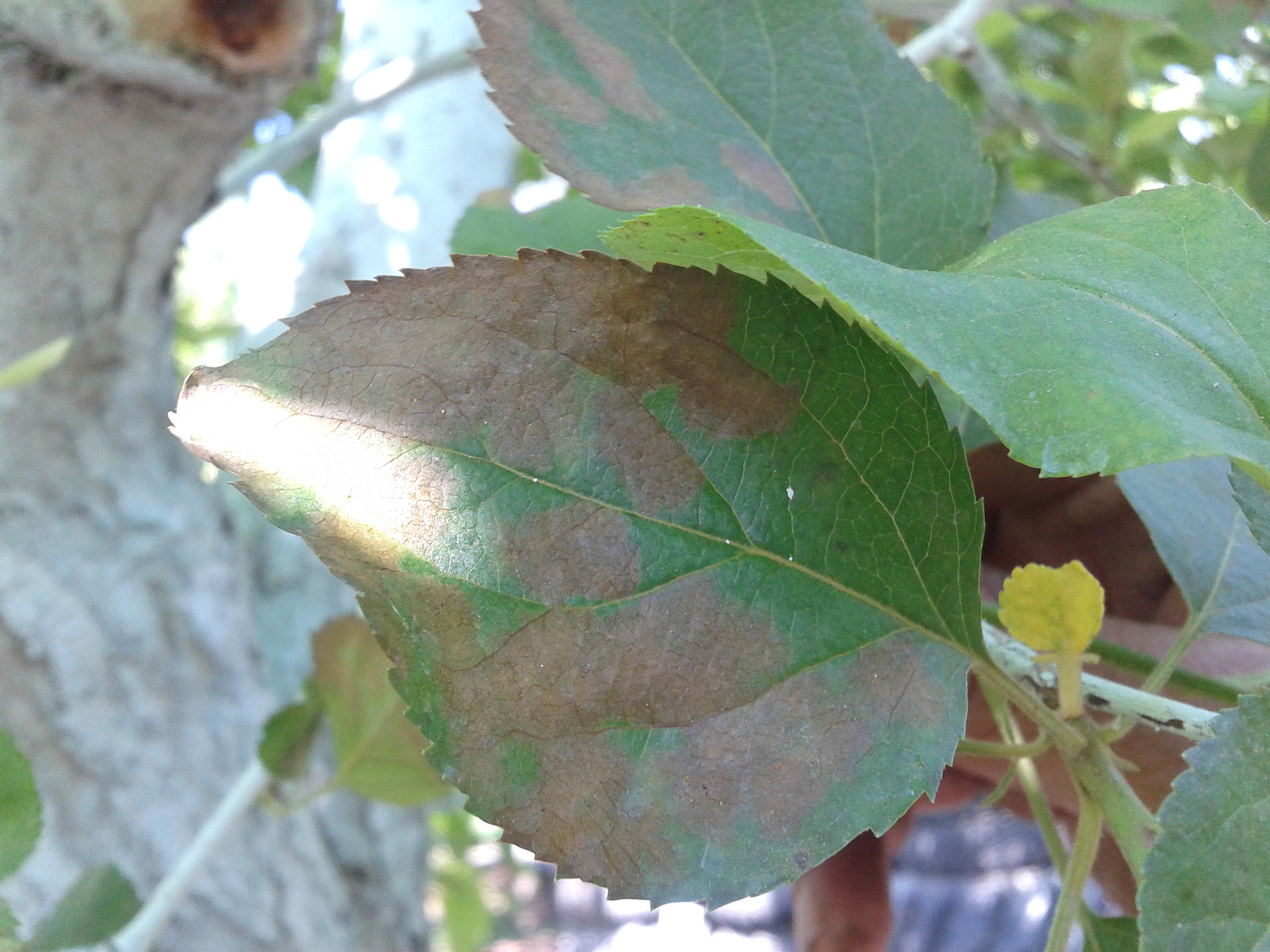Как определить болезнь яблони по листьям фото
