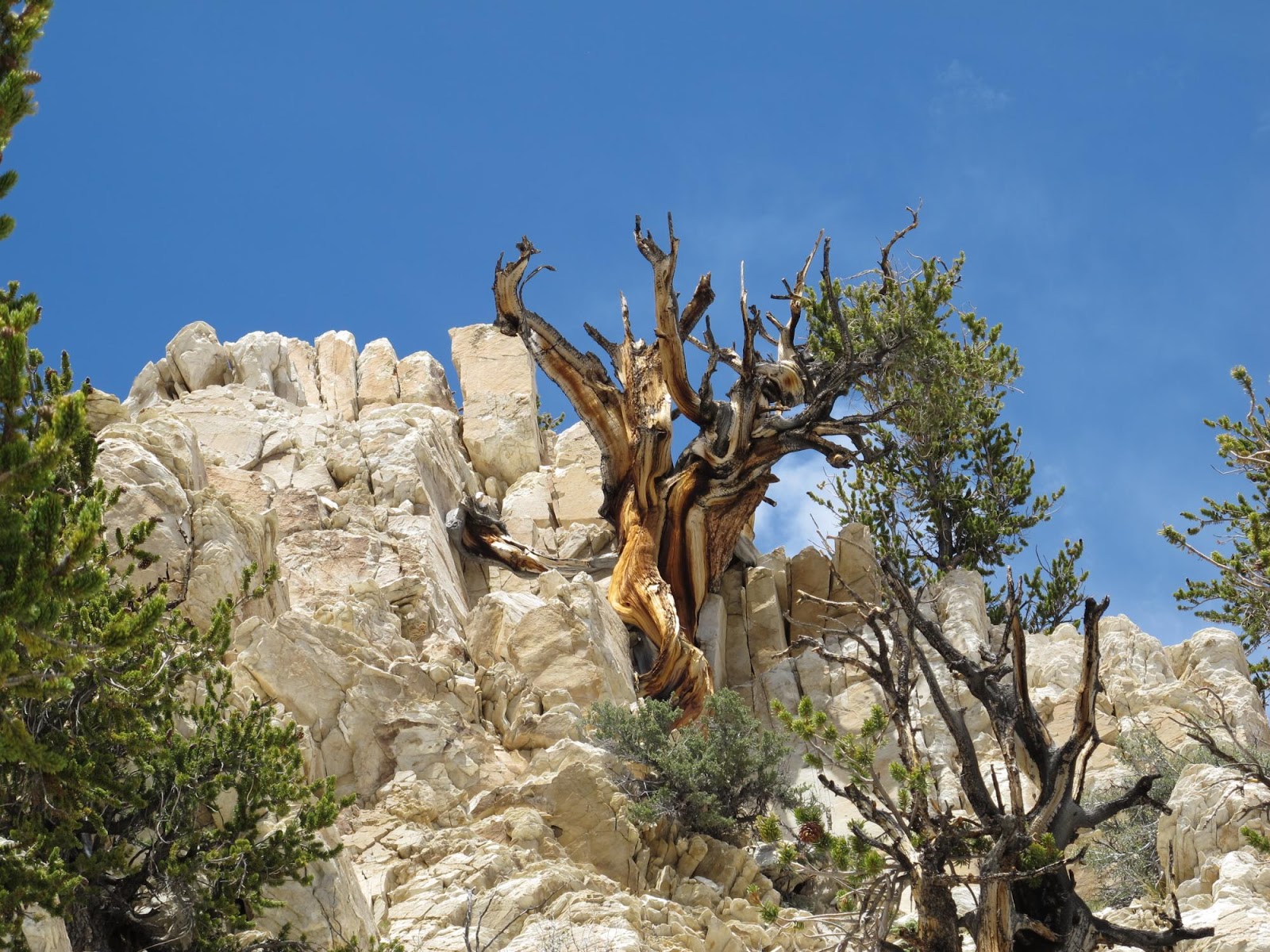 Самое старое дерево сосна из Соединенных Штатов Америки