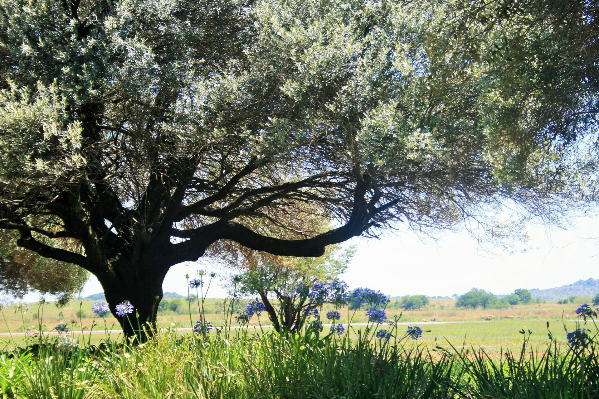 Дикая маслина дерево