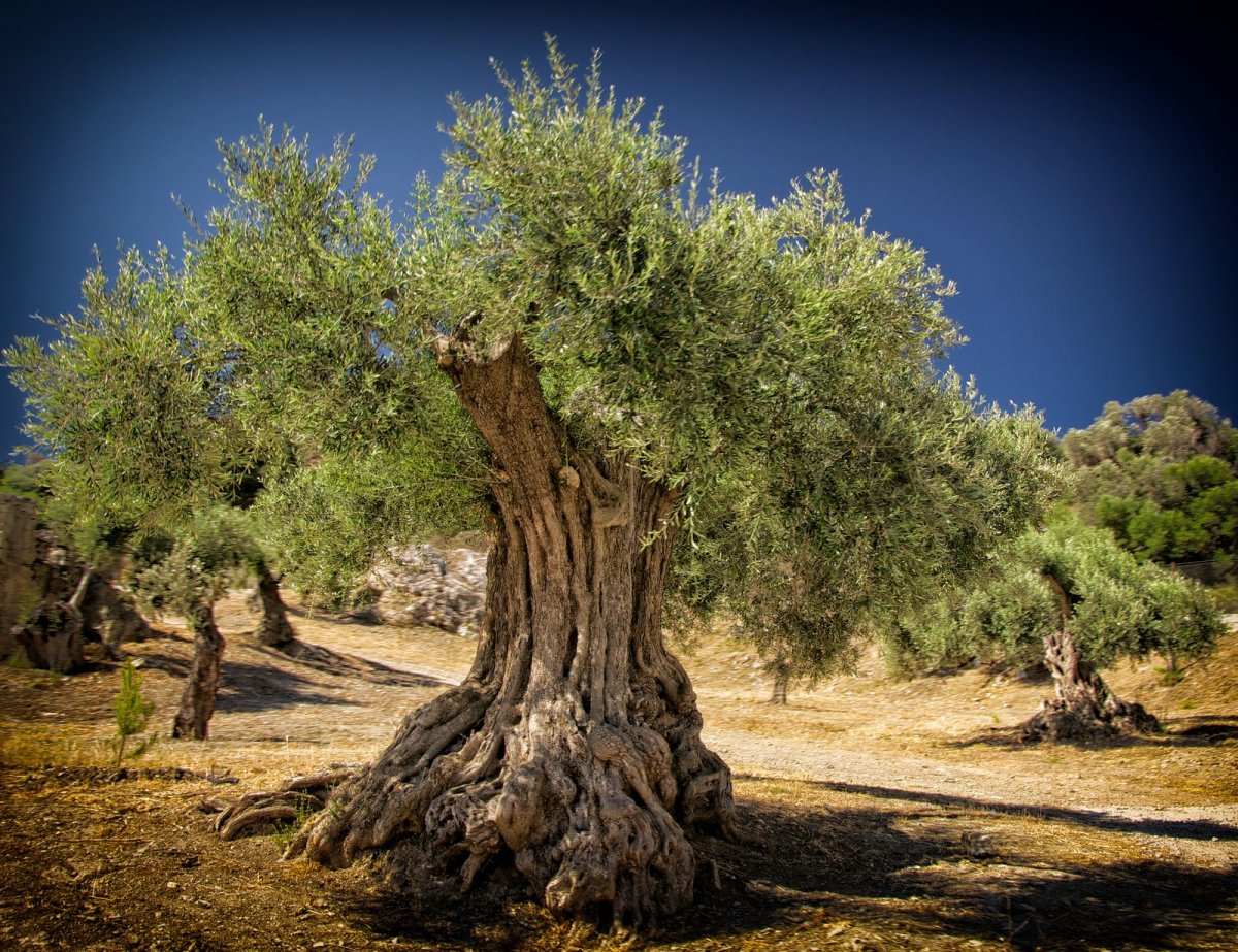 Мексика оливковые деревья