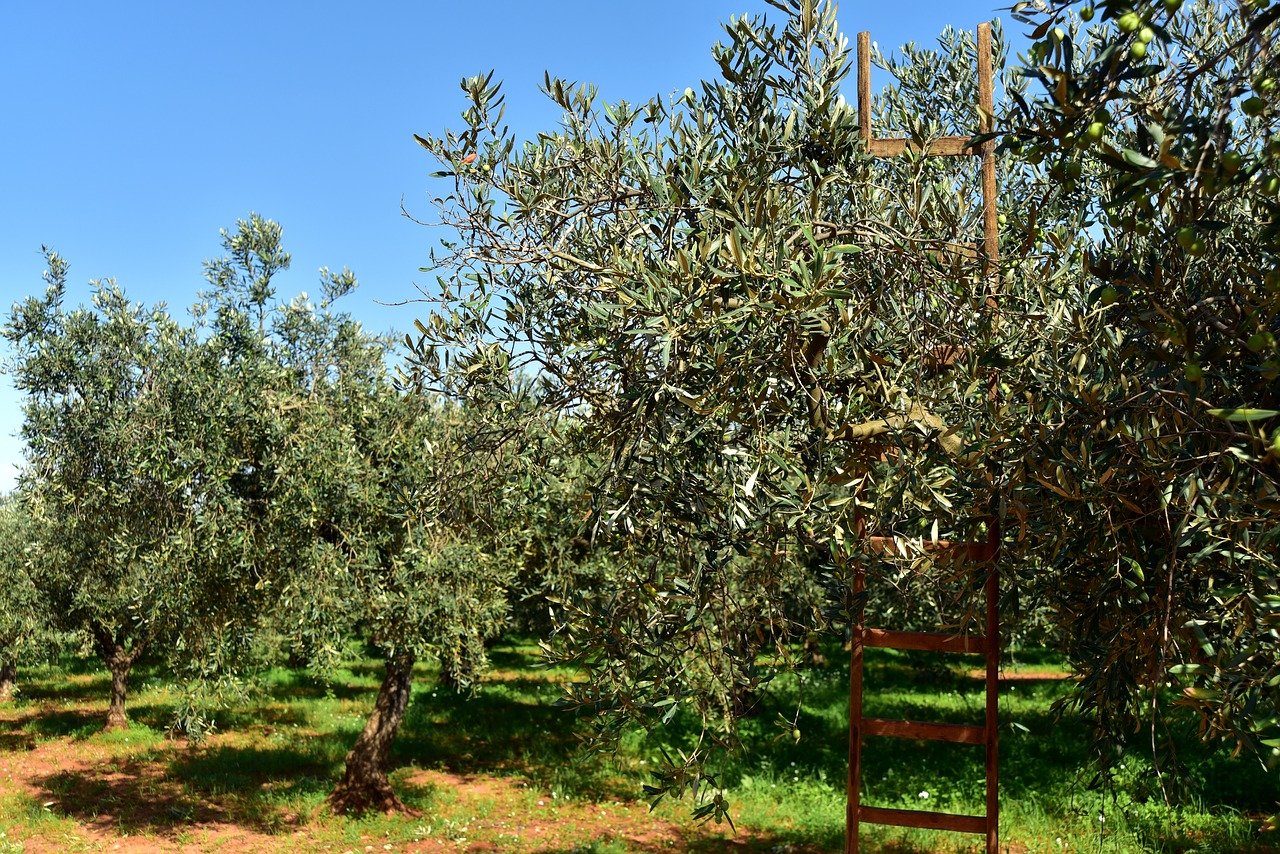 Оливковое дерево в Испании