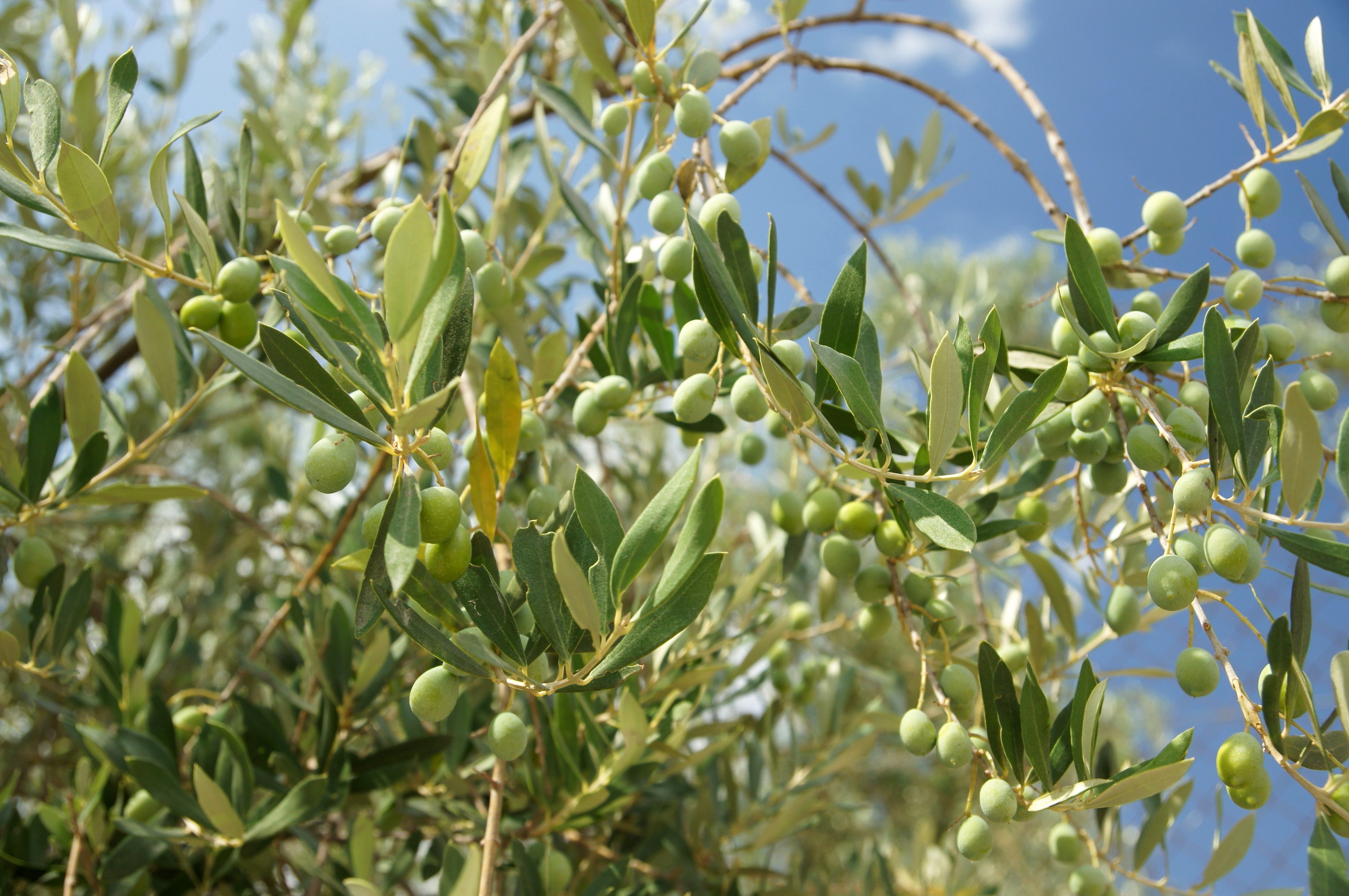 Масличная маслина