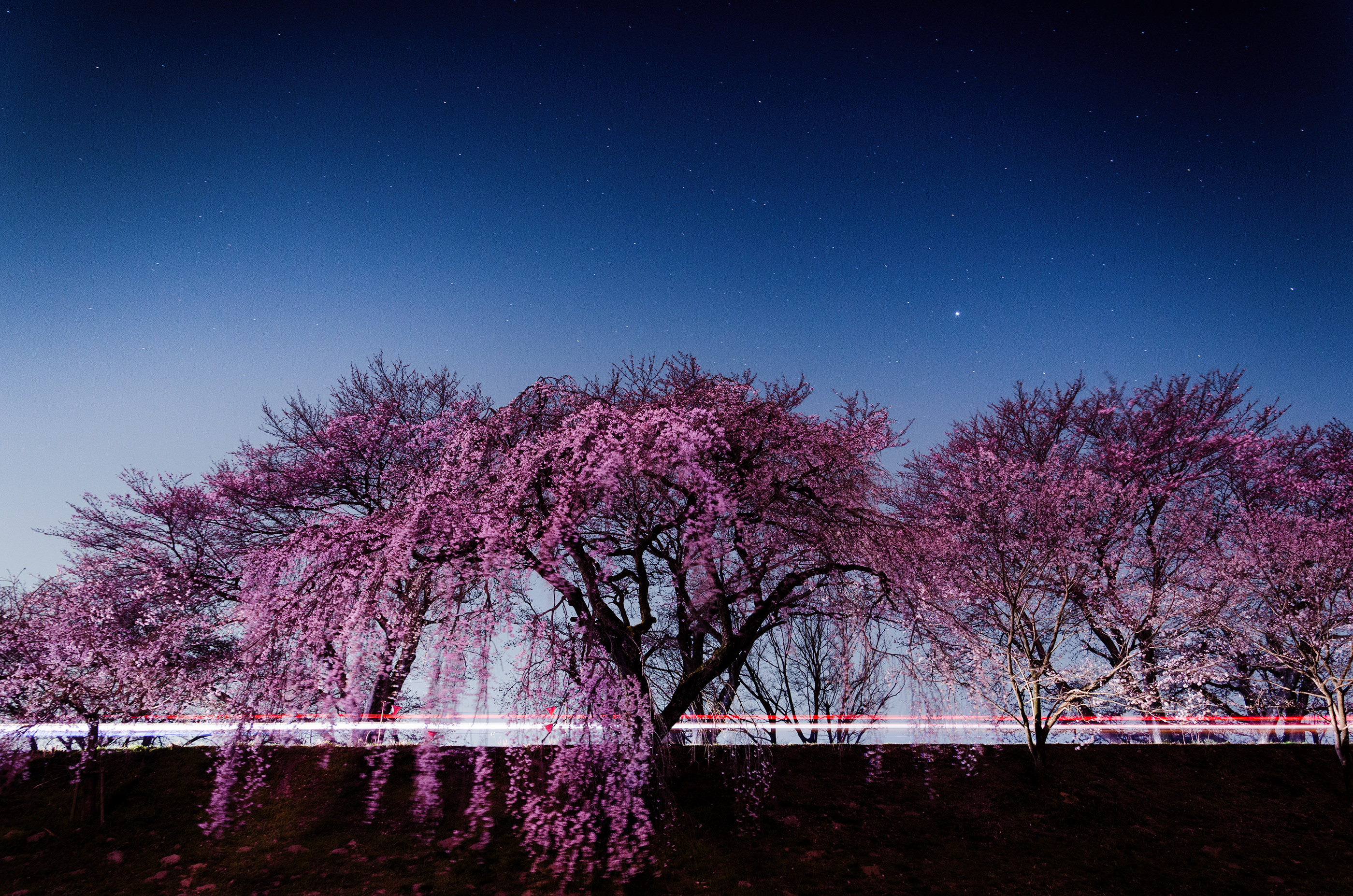Сакура самая. Сакура дерево цветение. Pink Киото цветение Сакуры. Цветение Сакуры в Японии сады. Цветущая Сакура сад.