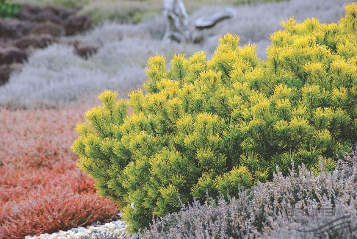 Сосна Горная ‘Carstens Wintergold’ (Pinus mugo Wintergold