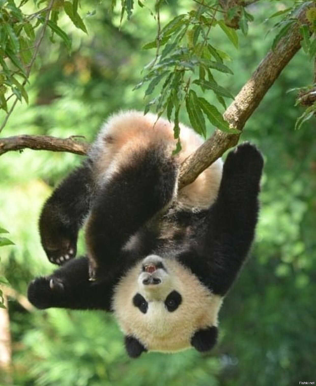 Медвежонок панды на дереве