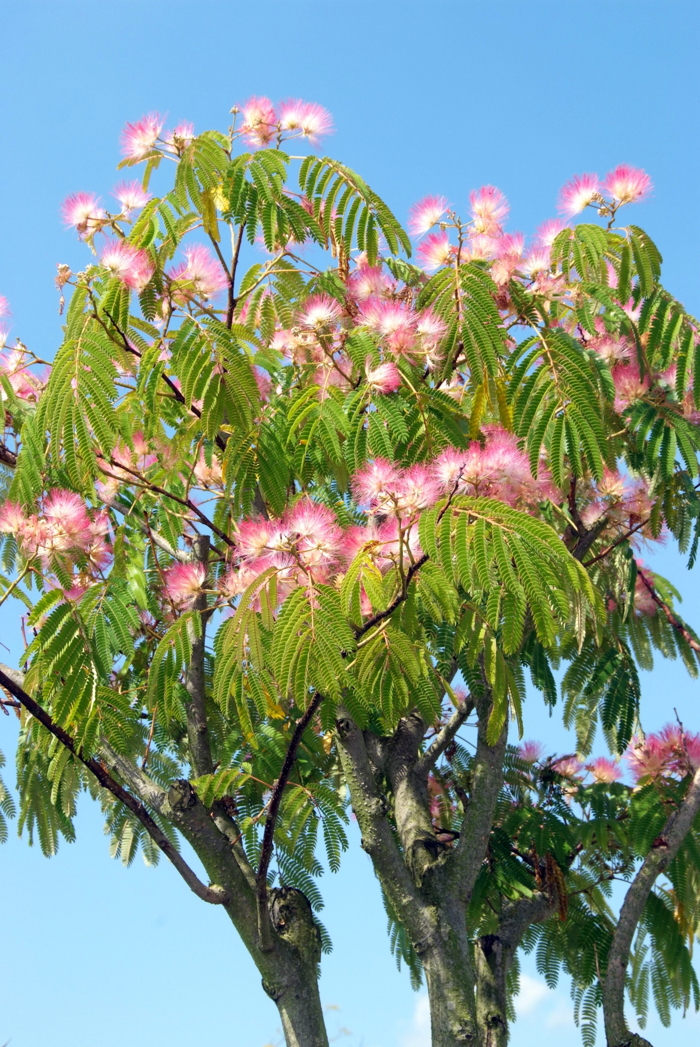 Цветущие деревья в крыму фото и названия