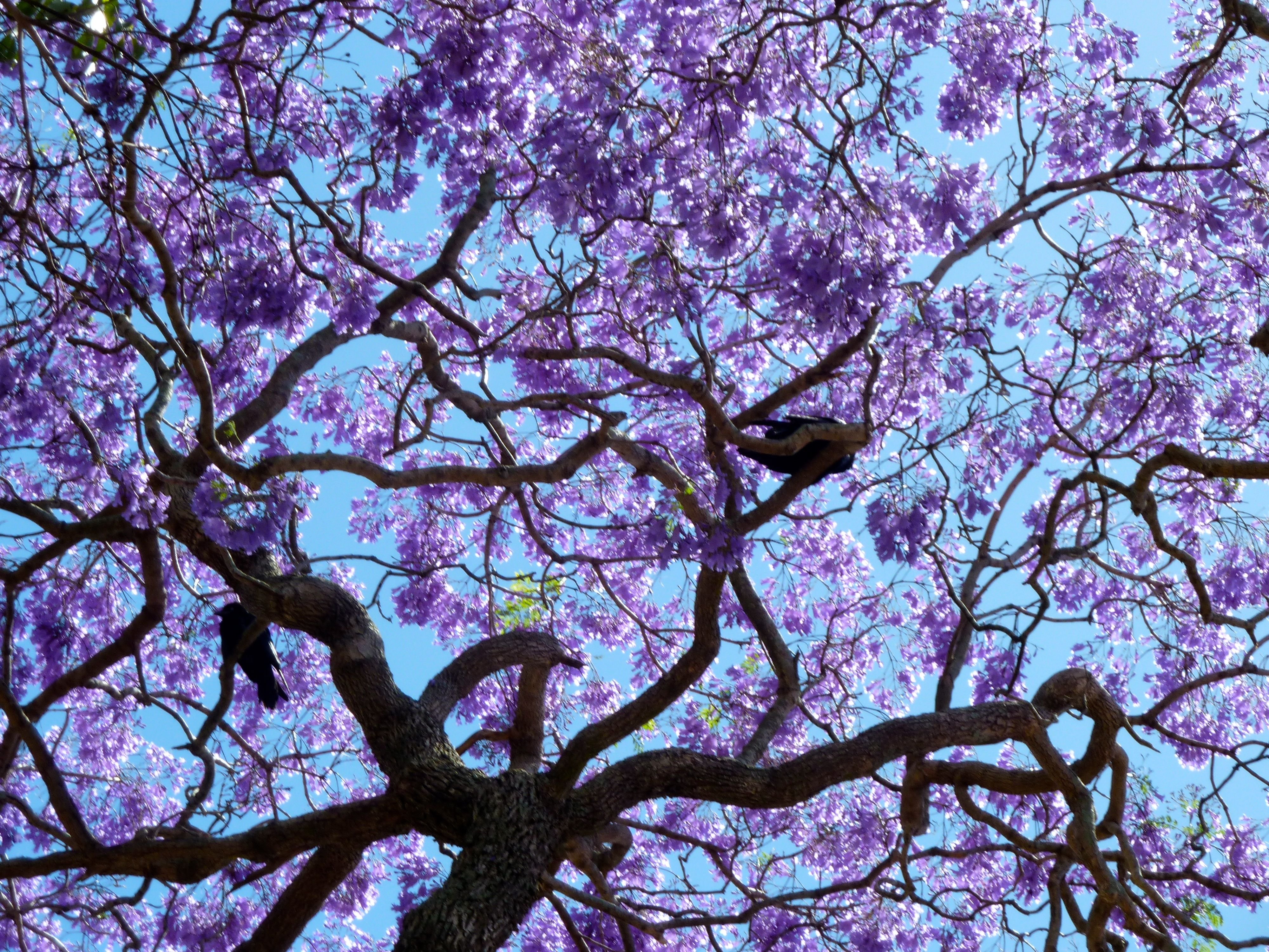 Дерево цветет сиреневыми цветами. Жакаранда дерево. Фиалковое дерево джакаранда. Джакаранда фиолетовое дерево. Сиреневая жакаранда.