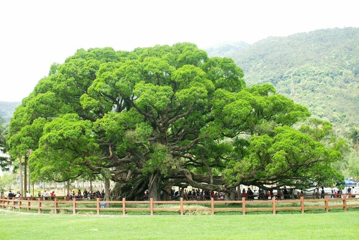 Дерево баян фото