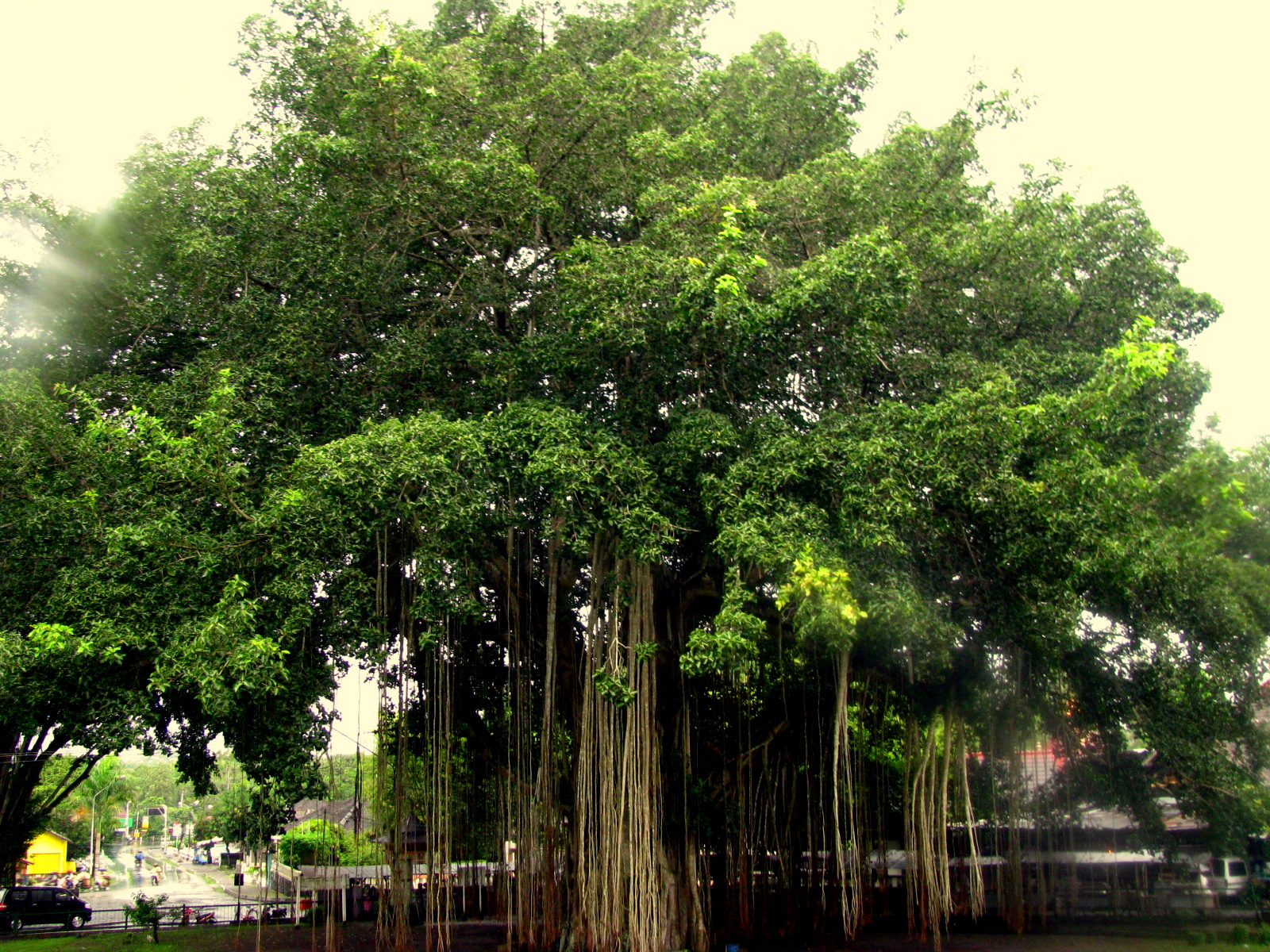 Дерево Баньян в Калькутте