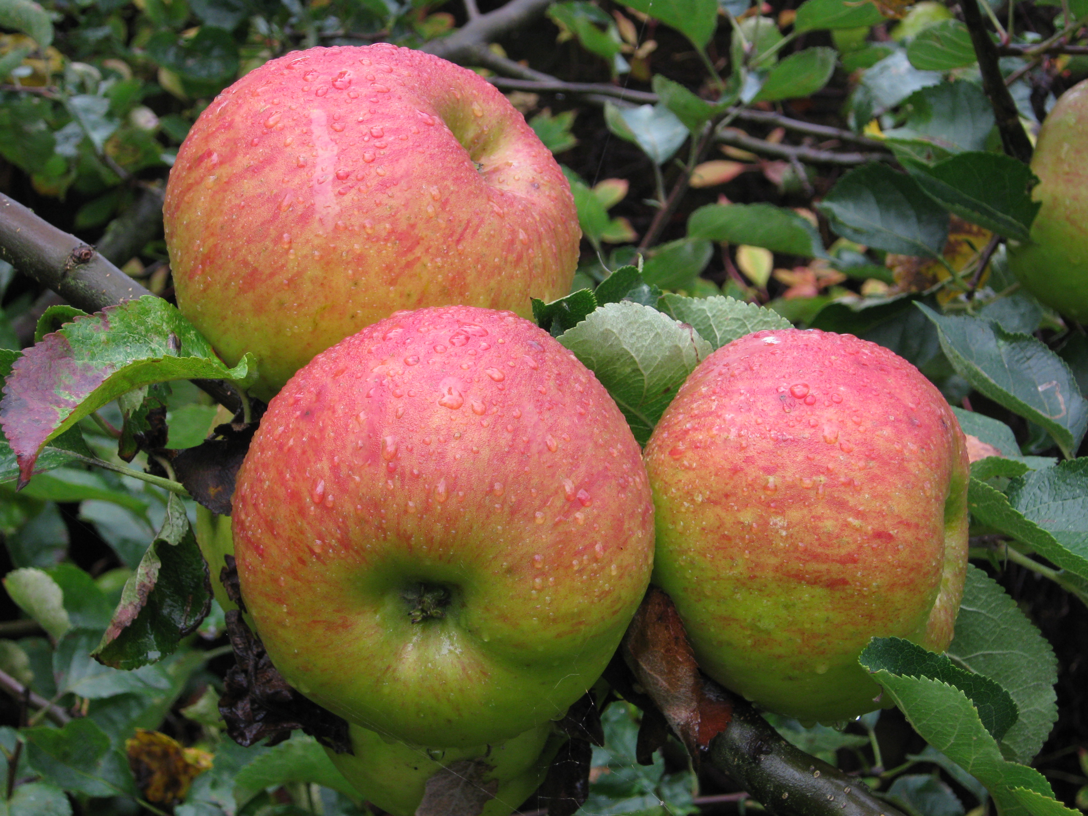 Яблоки яблочный спас описание фото