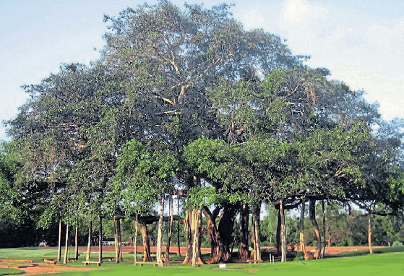 Дерево бадьян Индия