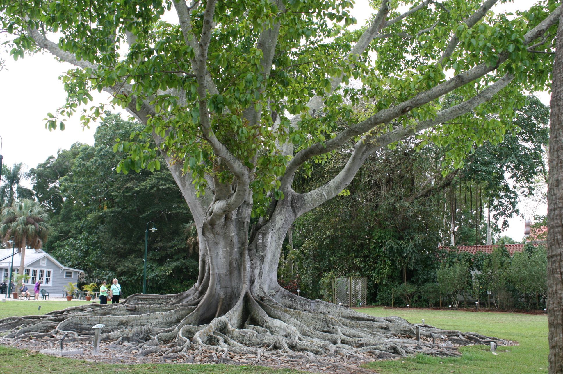 Дерево Хагуэй
