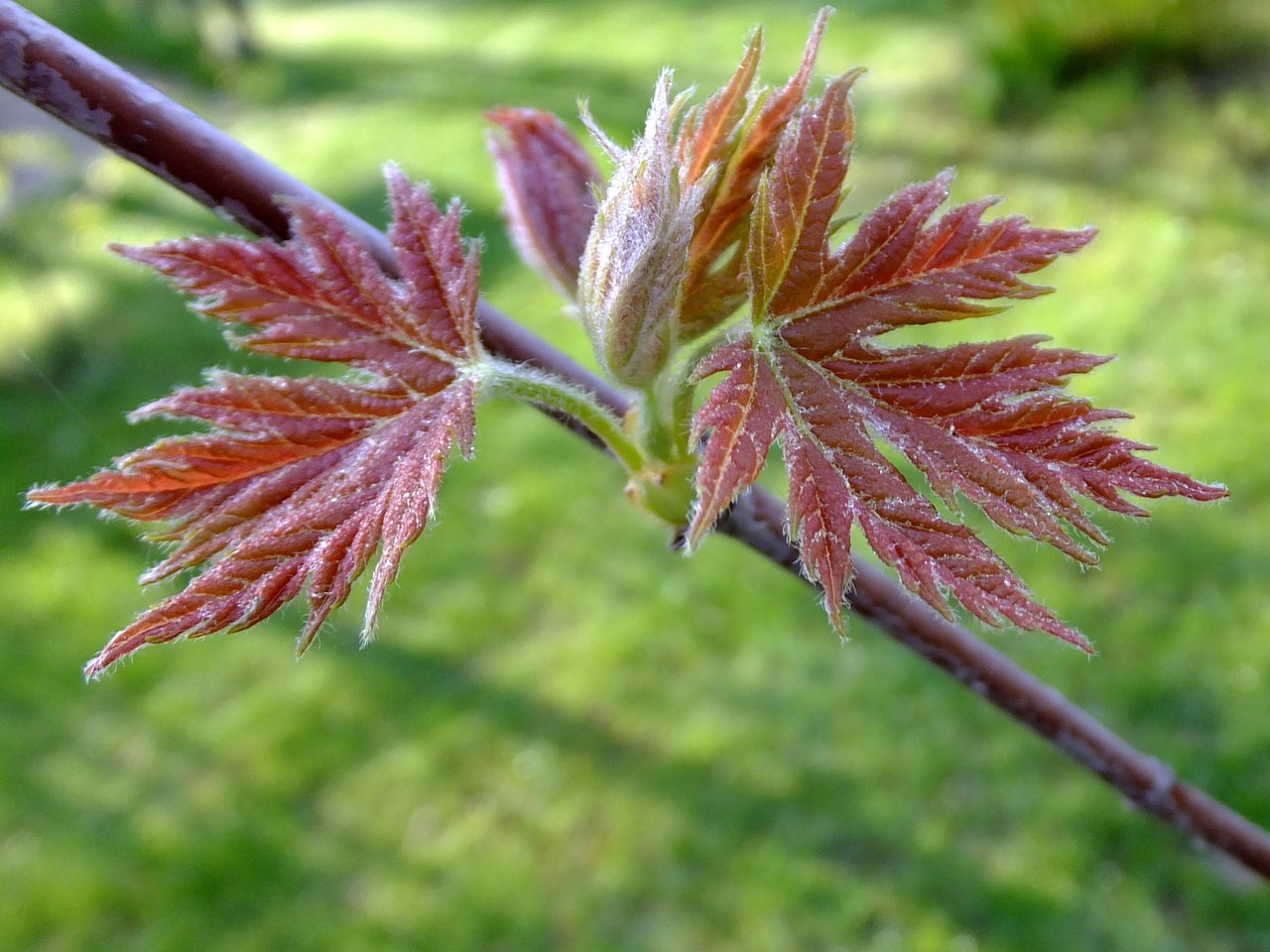 Клен серебристый Acer saccharinum лист