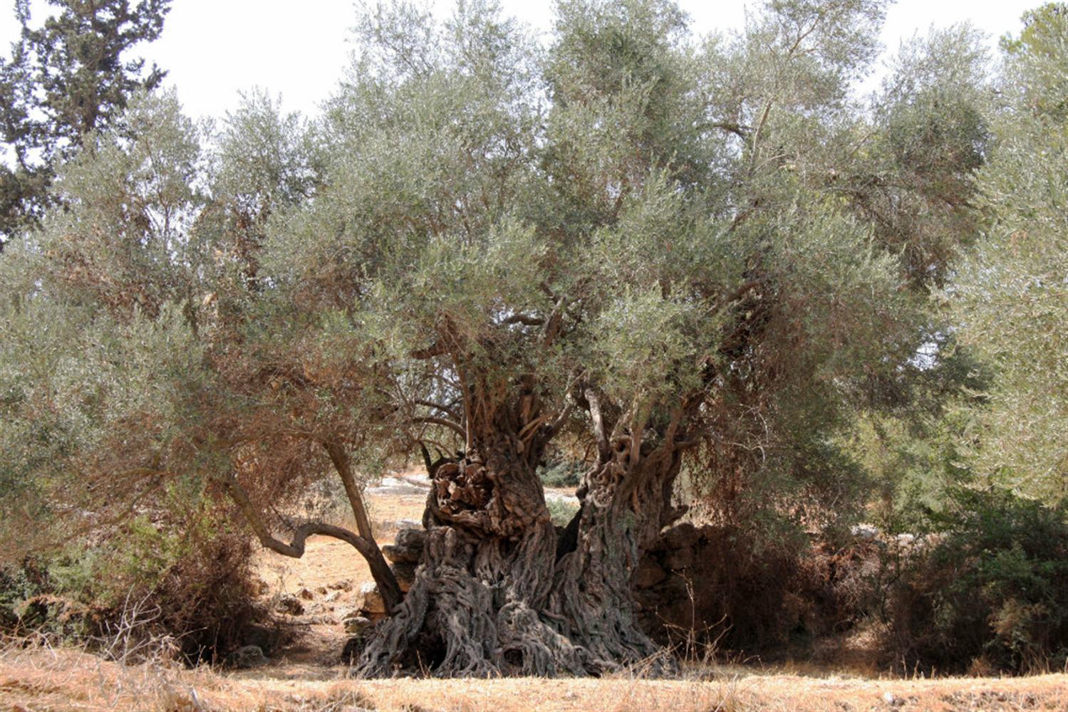 Гаркад дерево Израиль дерево