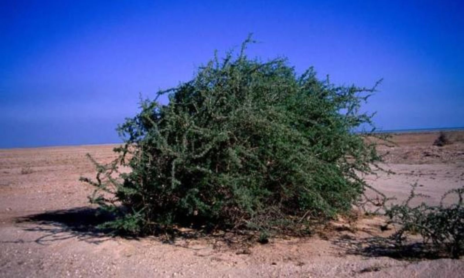 Дерево гаркат в Израиле гаркад