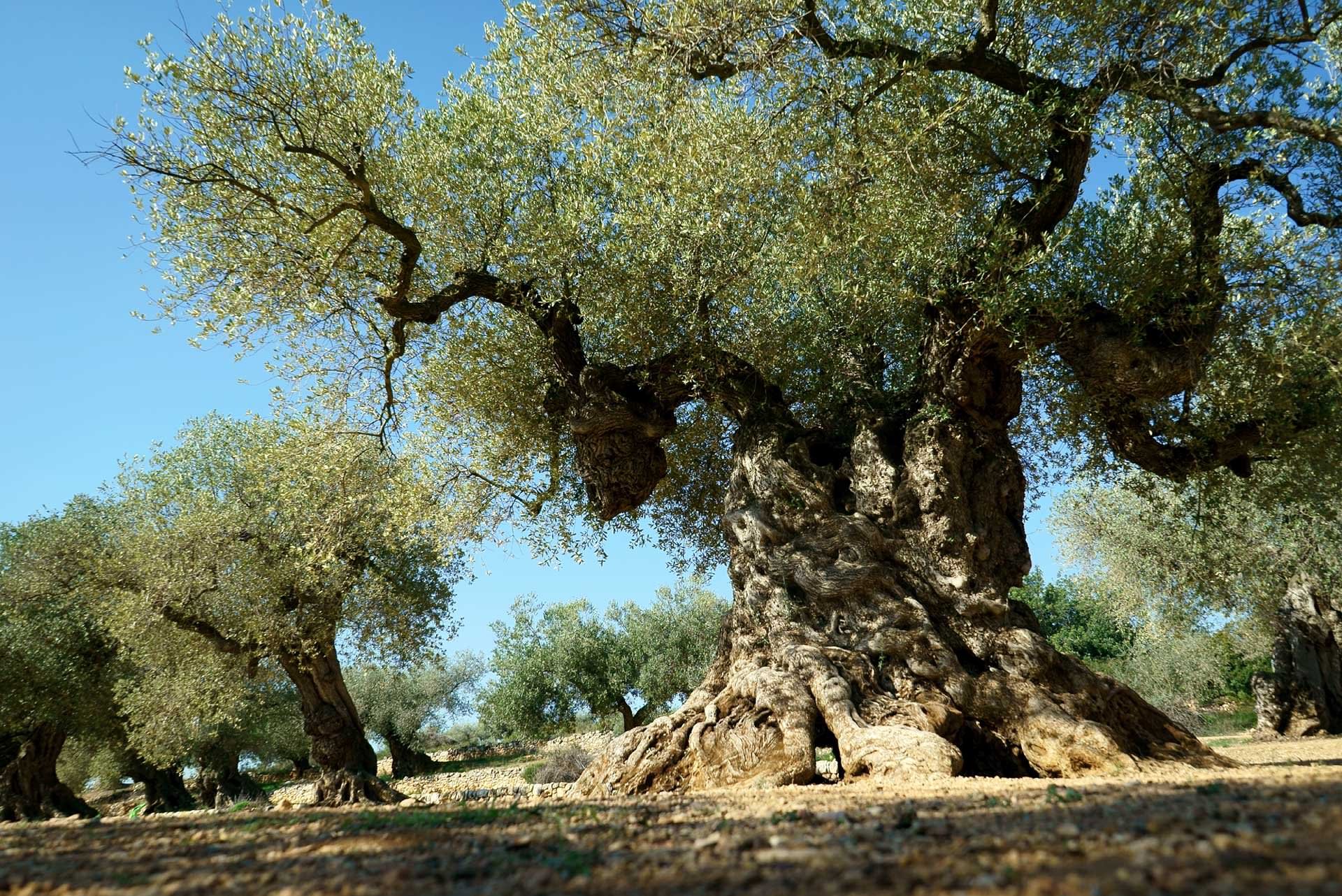 Еврейское дерево гаркад