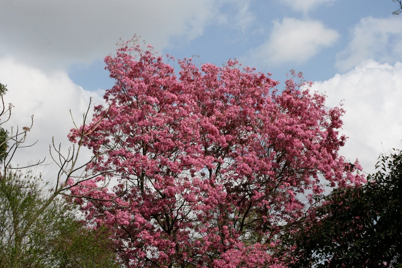 Дерево цветет розовым название. Сакура кустарник. Розовое дерево Aniba rosaeodora. Розовоцветущий кустарник. Райское дерево Цветущий куст.