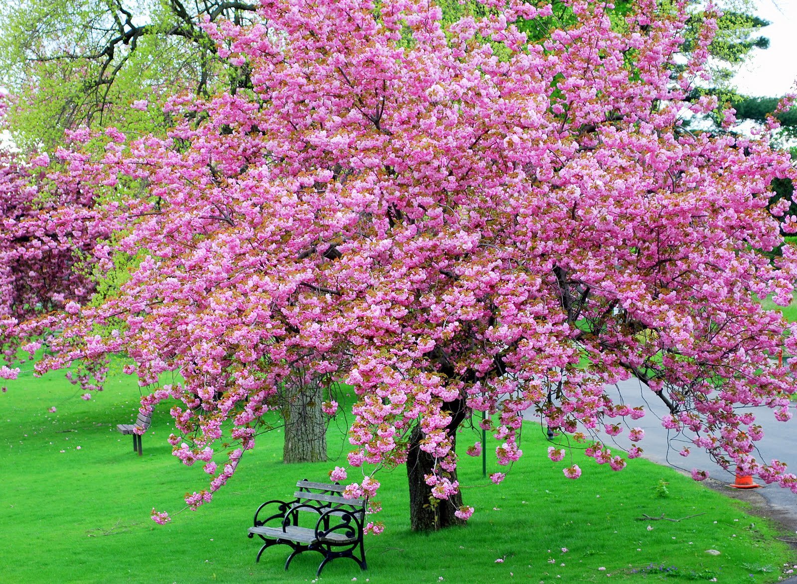 Цвета ли яблони. Черри блоссом дерево. Яблоня черри блоссом. Pink черри блоссом дерево деревья парк. Дерево вишня розовоцветущая.