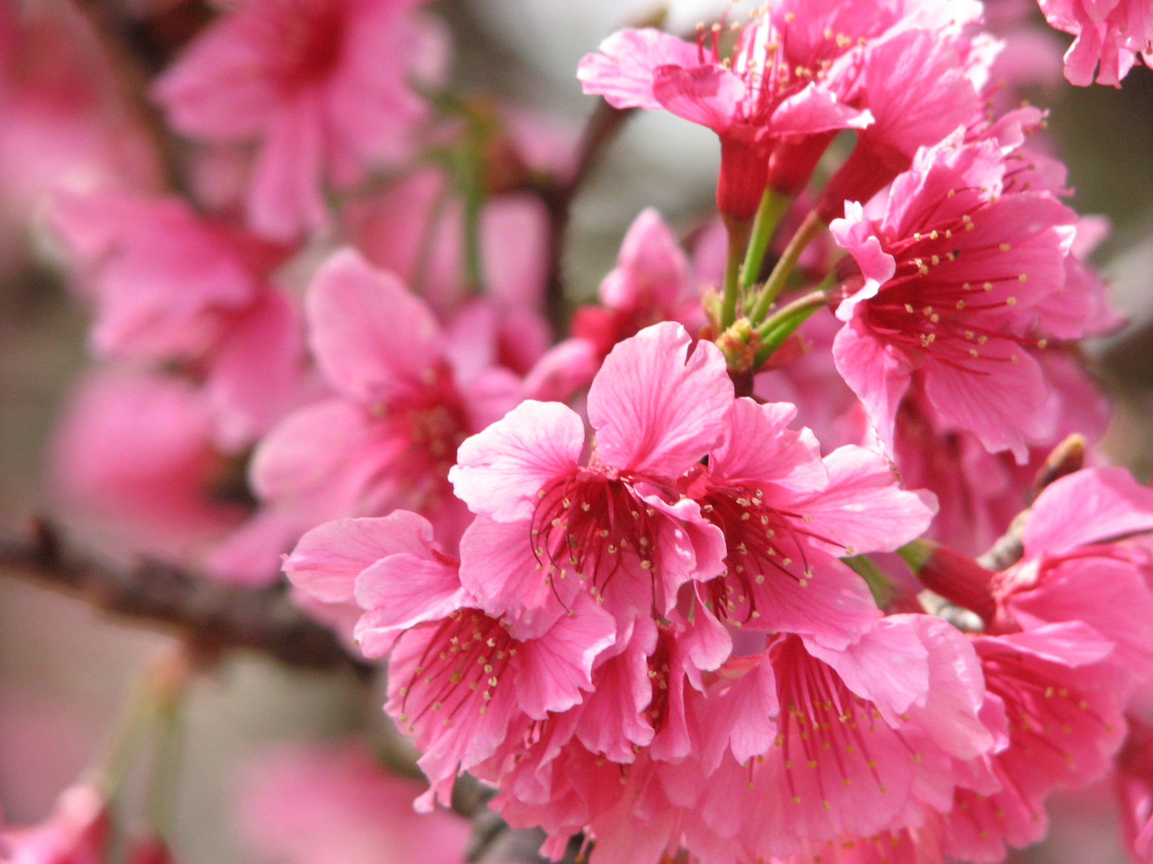 Pinksakura Pink Sakura