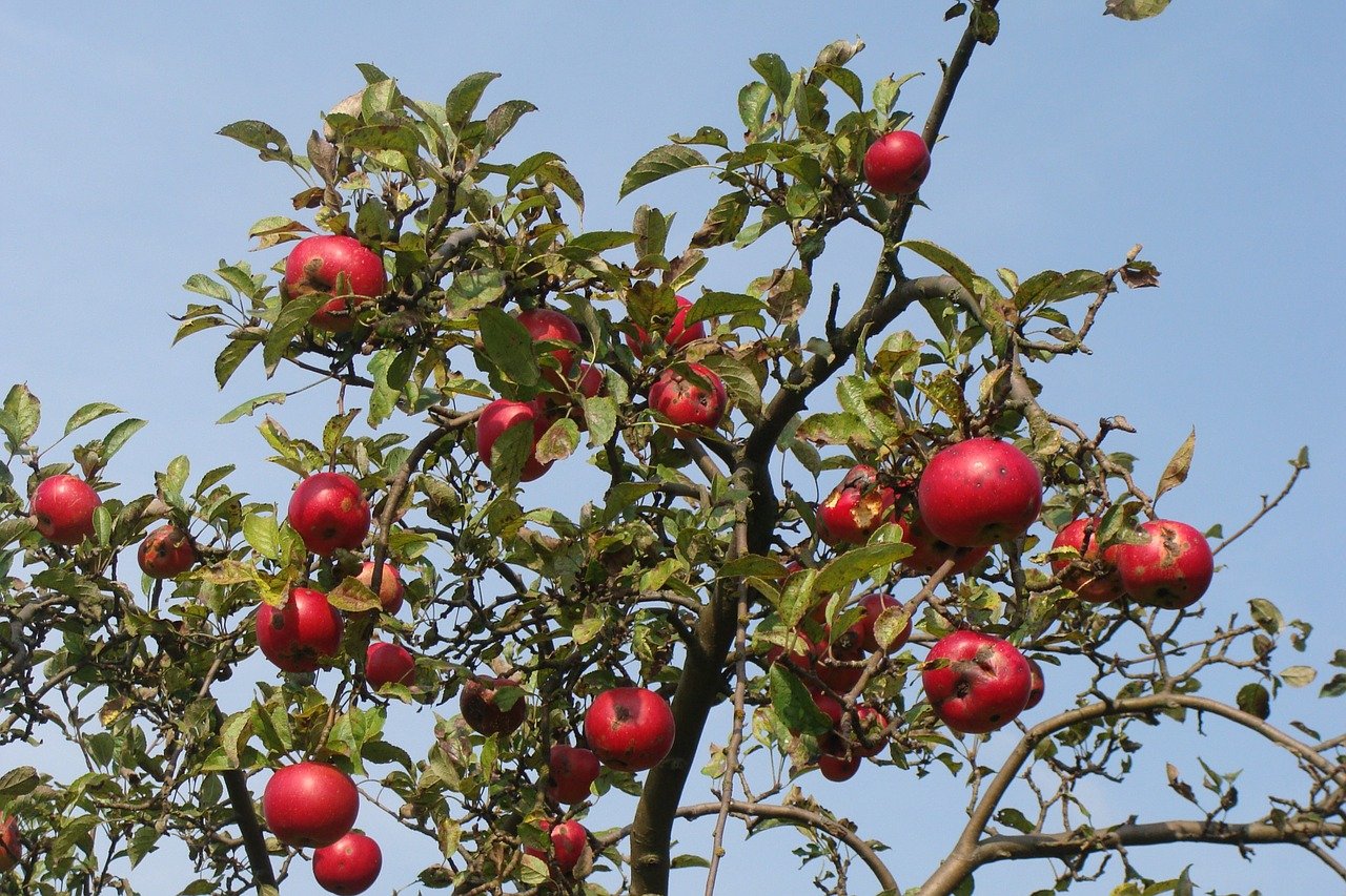 Карповское яблоня дерево