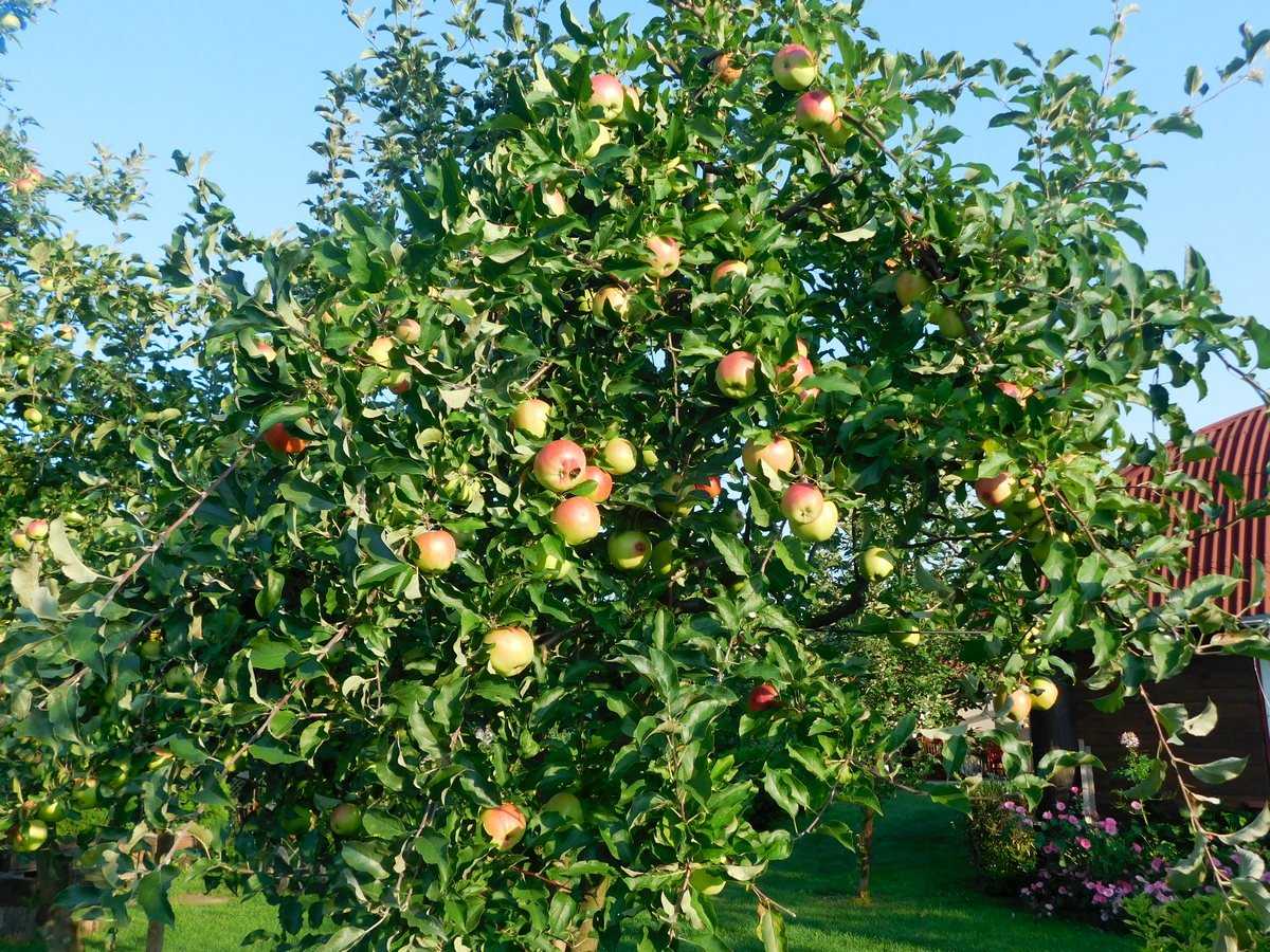 Яблоня на карликовом подвое фото