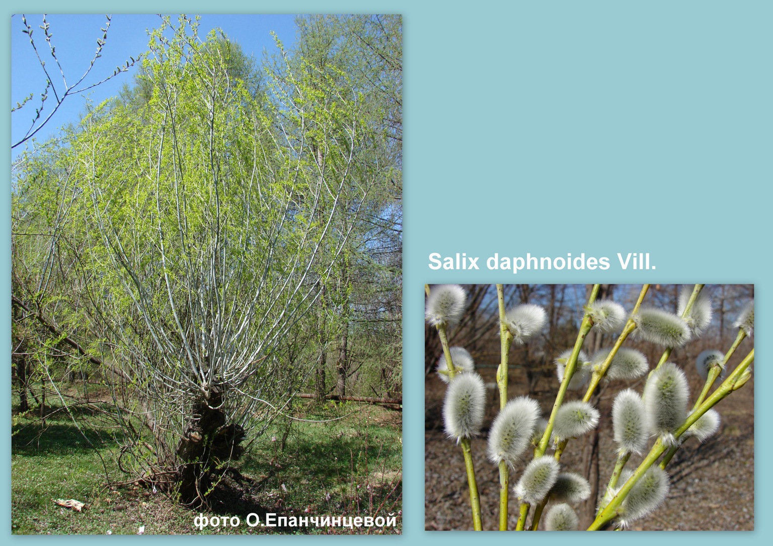 Ива волчниковая Salix daphnoides