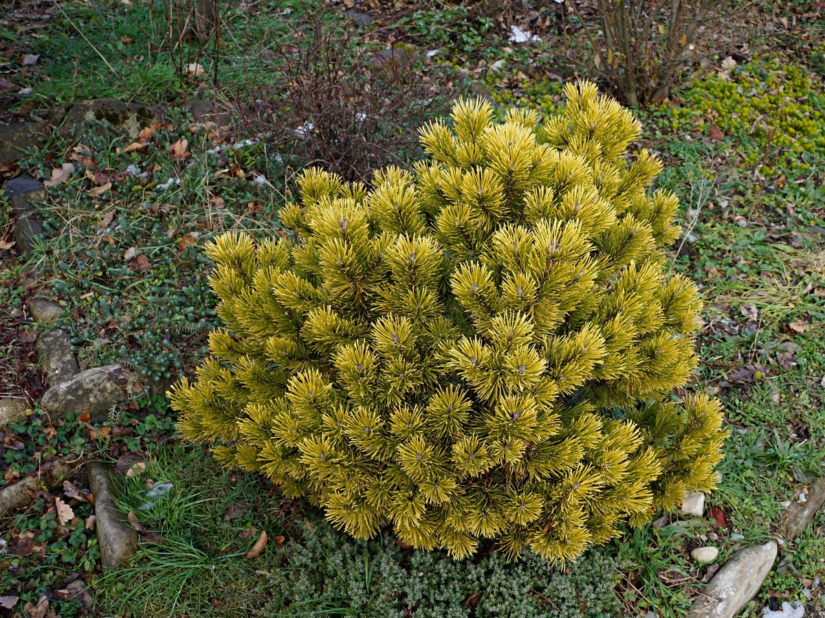Pinus mugo Carsten Wintergold сосна Горная Карстен Винтерголд c1.5 конт. 806,20