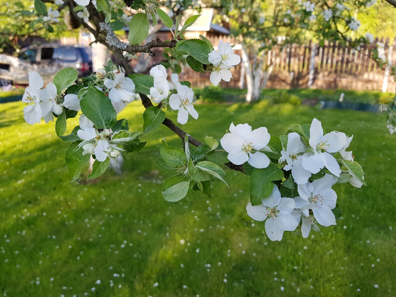 Расцветали яблони и груши