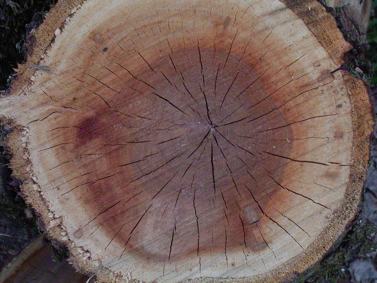 Кольца на срезе дерева