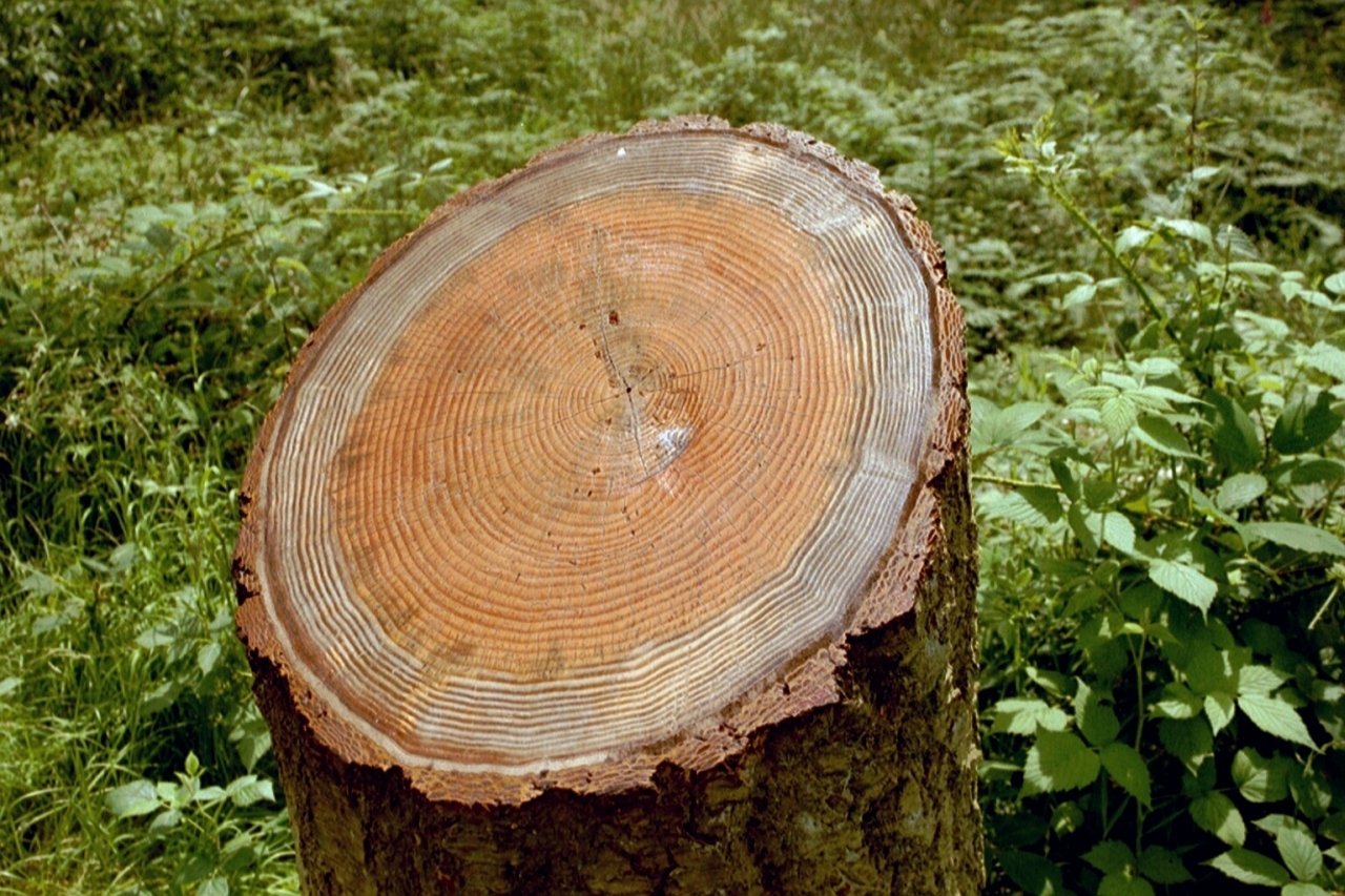 Кольца спиленного дерева
