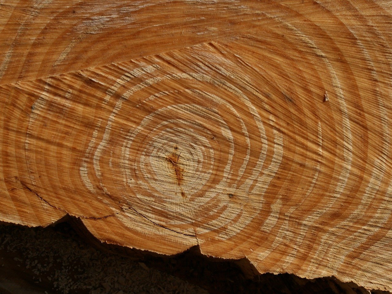 Годичные кольца древесины
