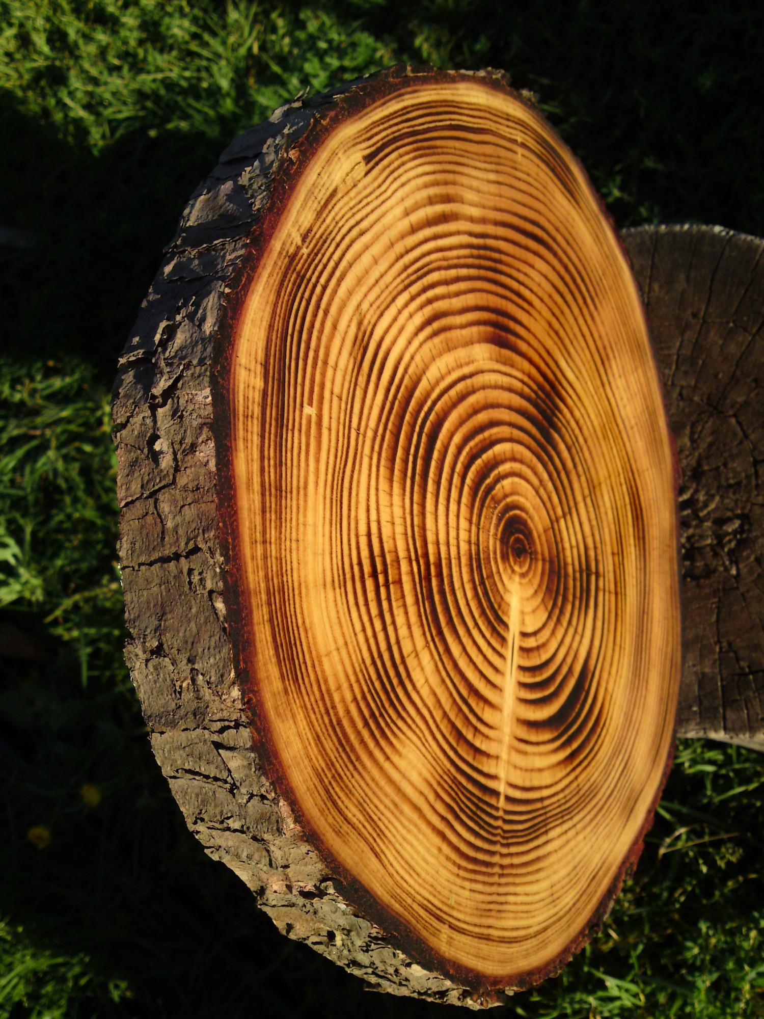 Годичные кольца древесины