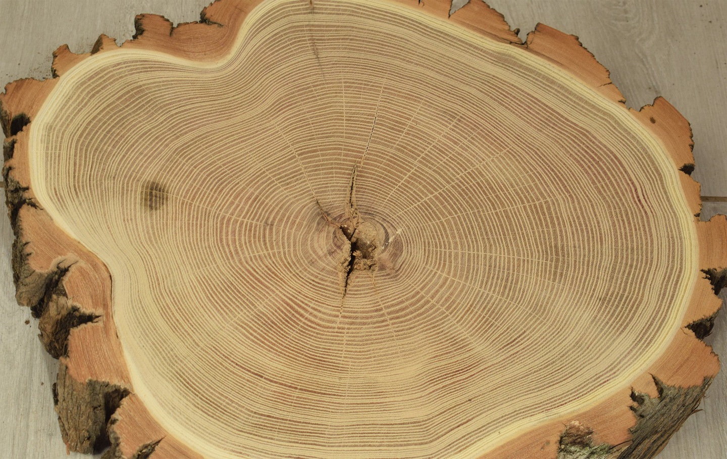 Как узнать сколько лет дереву по кольцам