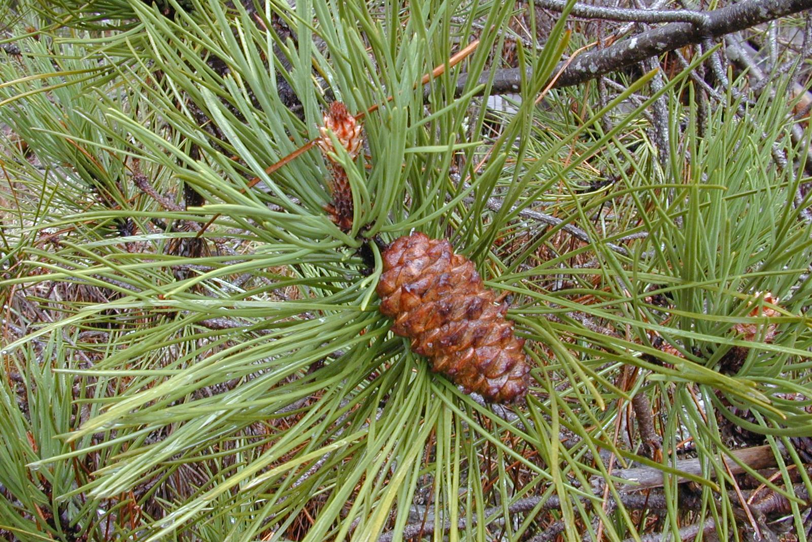 Pinus Funebris