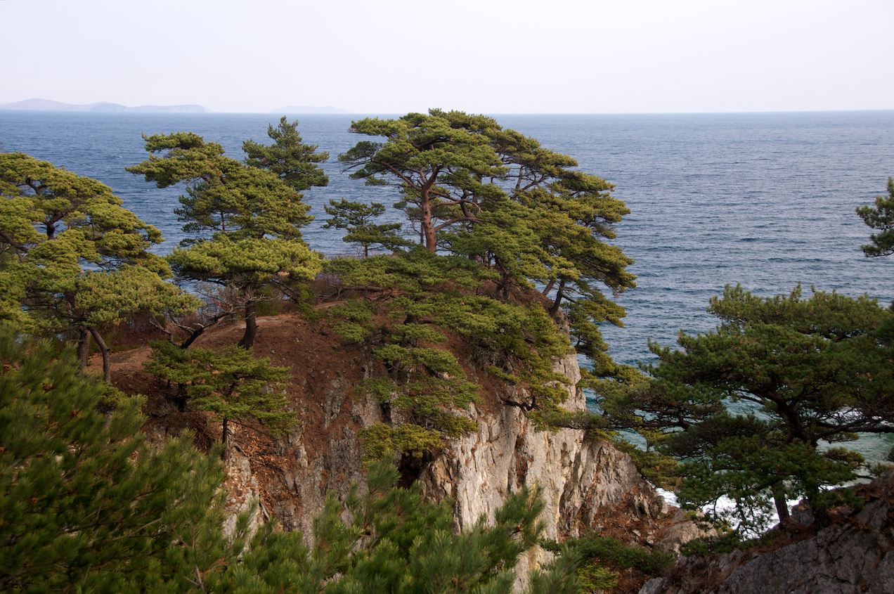 Дальневосточный морской заповедник растительность