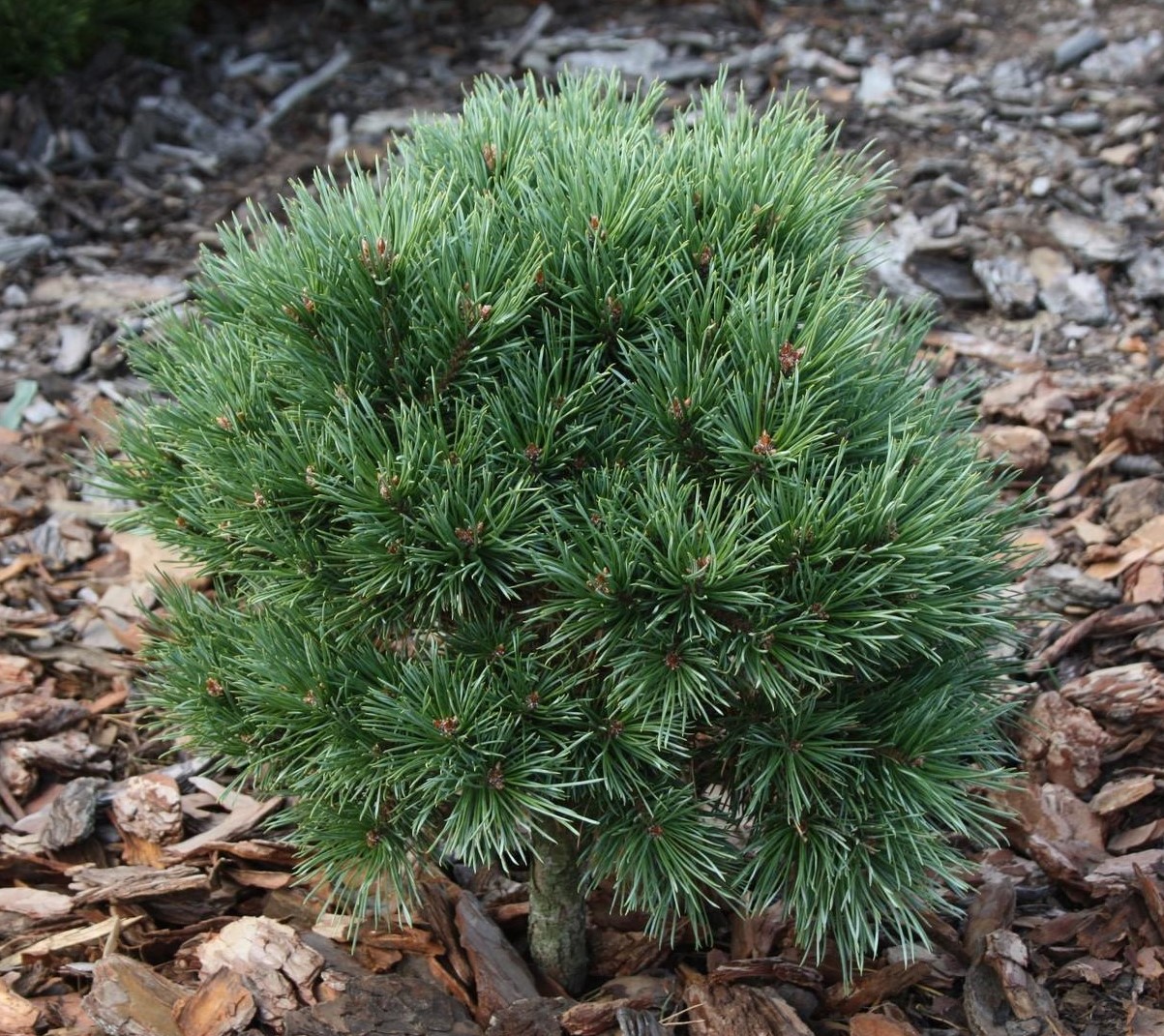 Pinus Sylvestris globosa viridis