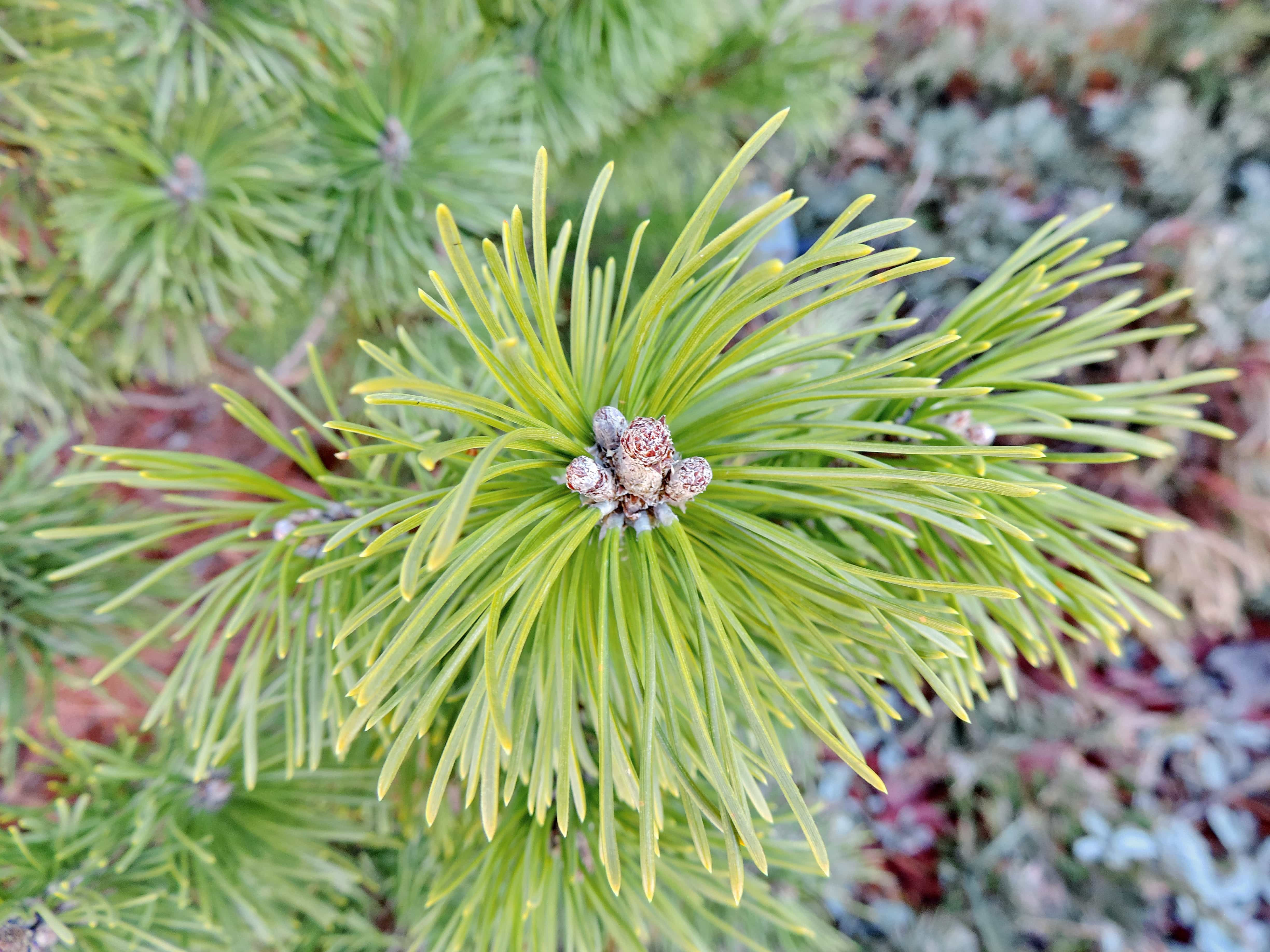 Криптомерия японская Элеганс виридис. Pinus Sylvestris globosa viridis. Pinus Sylvestris 'Skjak'. Криптомерия японская Глобоза. Криптомерия элеганс виридис