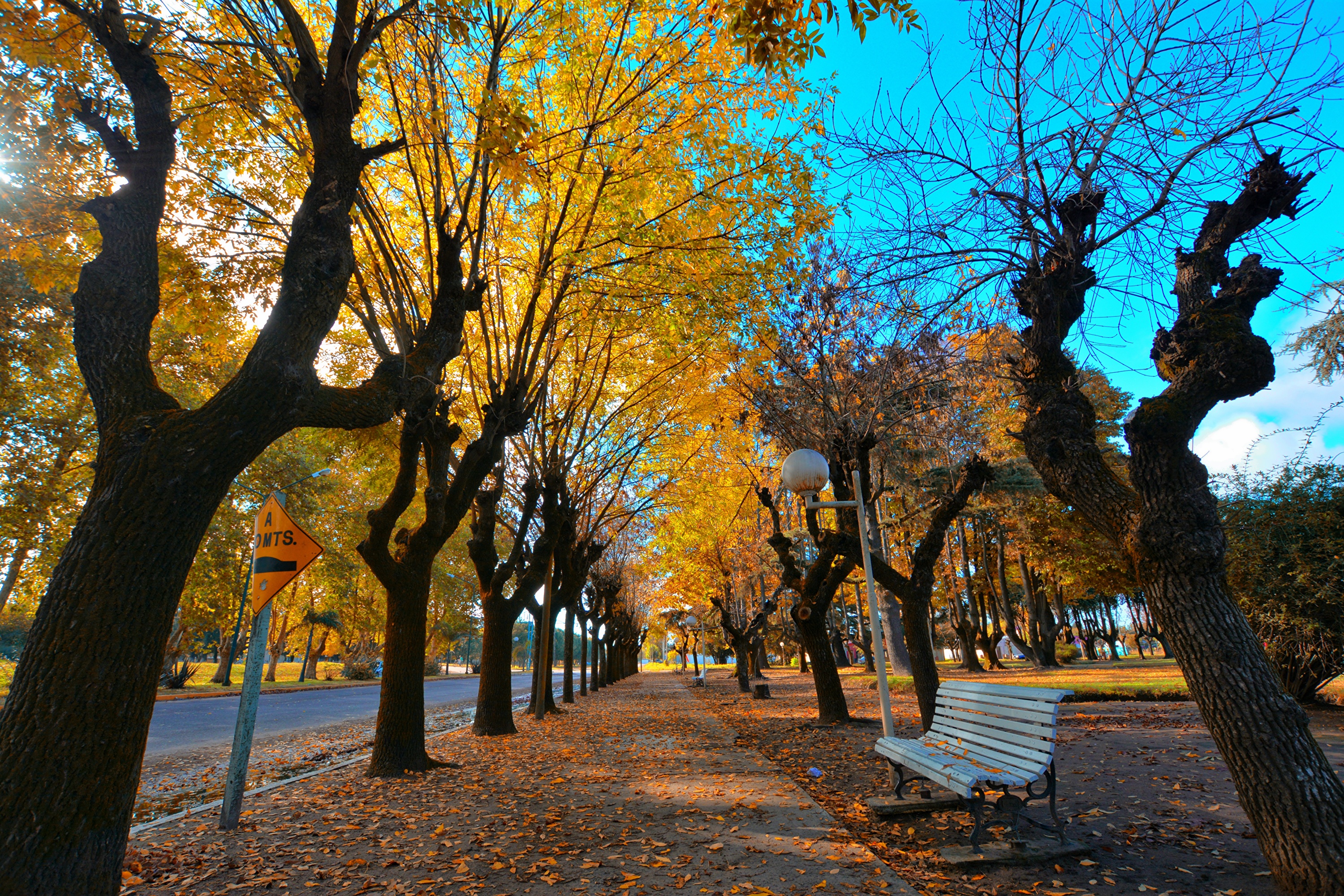 Осенние деревья в городе