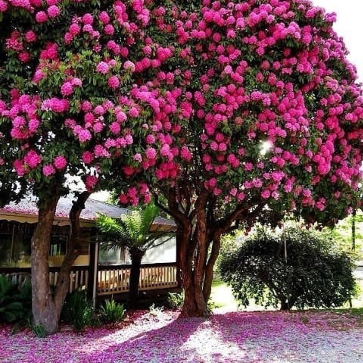 декоративные цветущие деревья фото