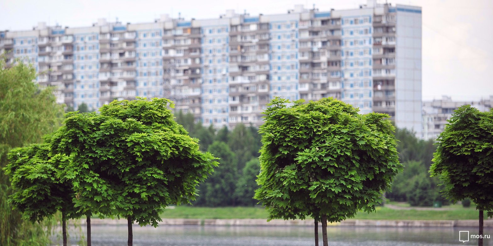 Жизнь деревьев в городе. Городские деревья. Деревья для городского озеленения. Деревья в городе. Деревья Москвы.