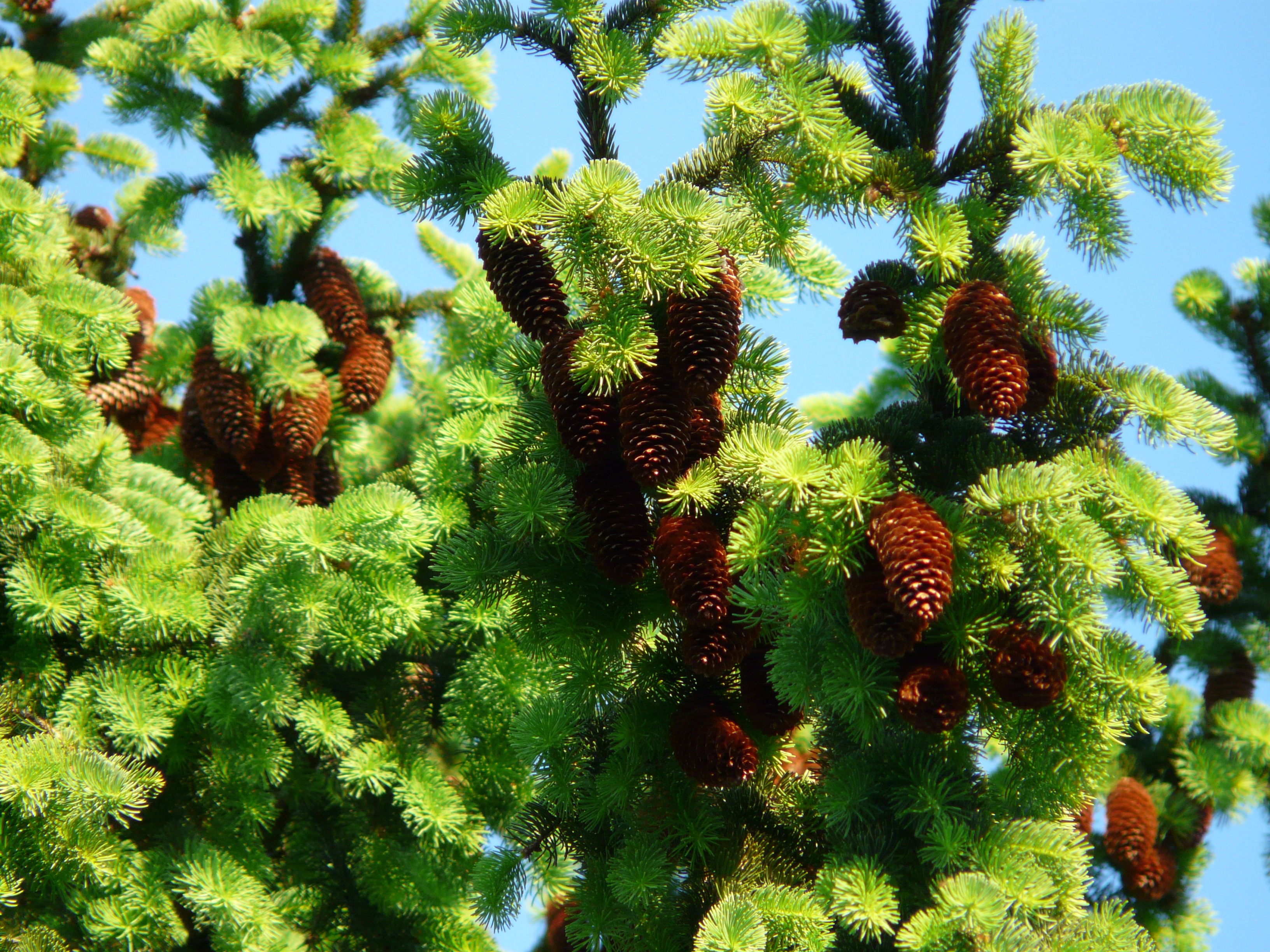 Красные хвойные. Ель Аянская шишки. Picea Abies four Winds. Ель красная Nova Scotia Canada. Сосна ель лиственница шишки.