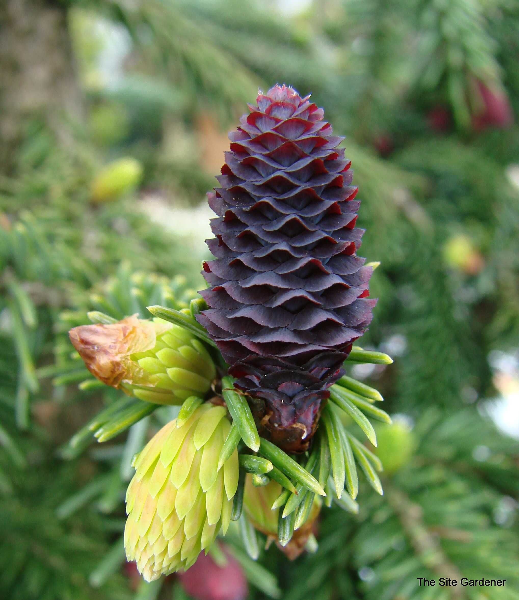 Цветы похожие на ели. Picea purpurea. Picea likiangensis purpurea. Ель ликиангинская. Ель Белобок шишки.