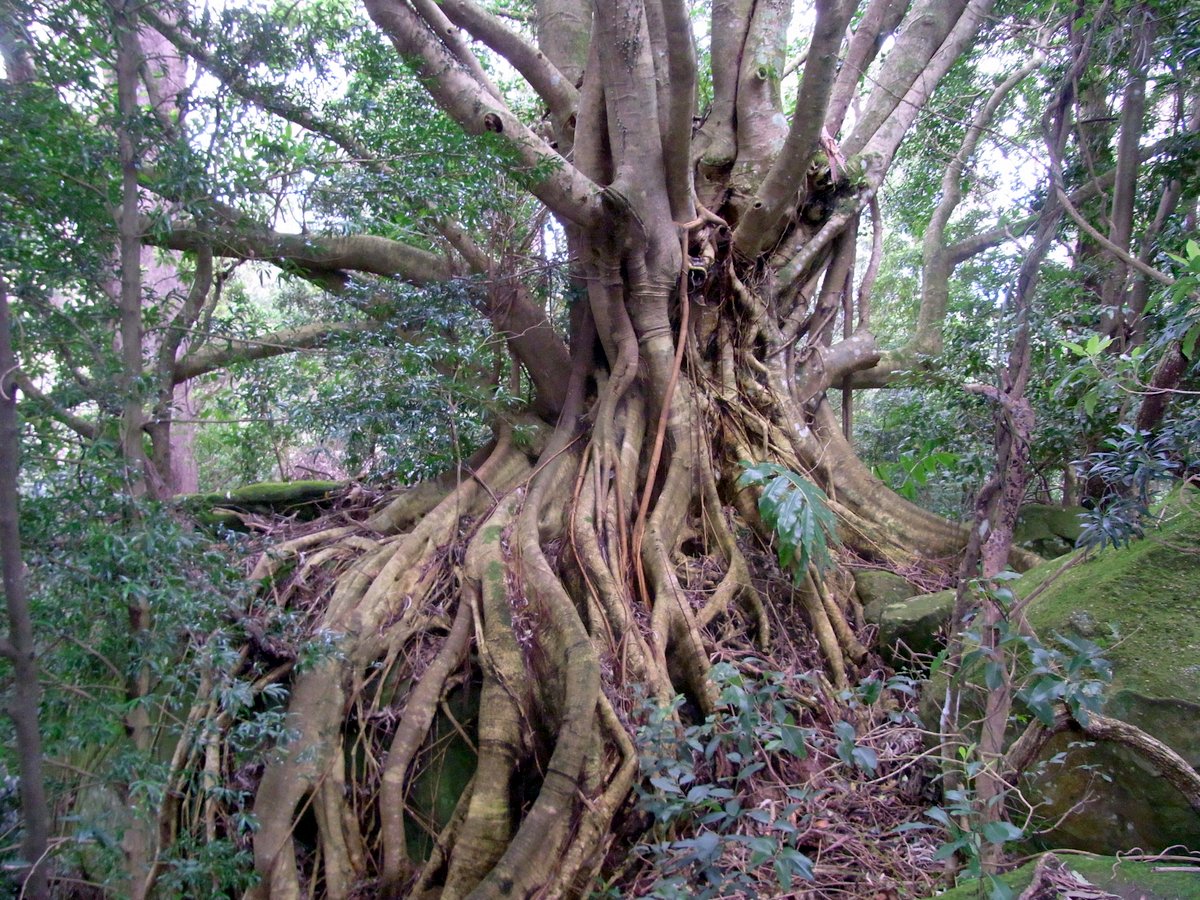 Ficus superba var henneana