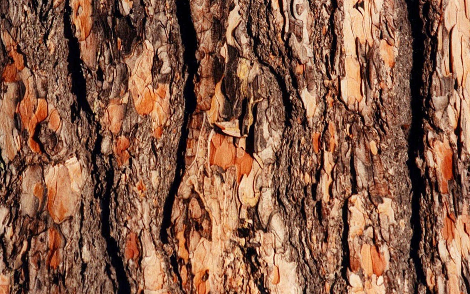 Текстура древесной коры