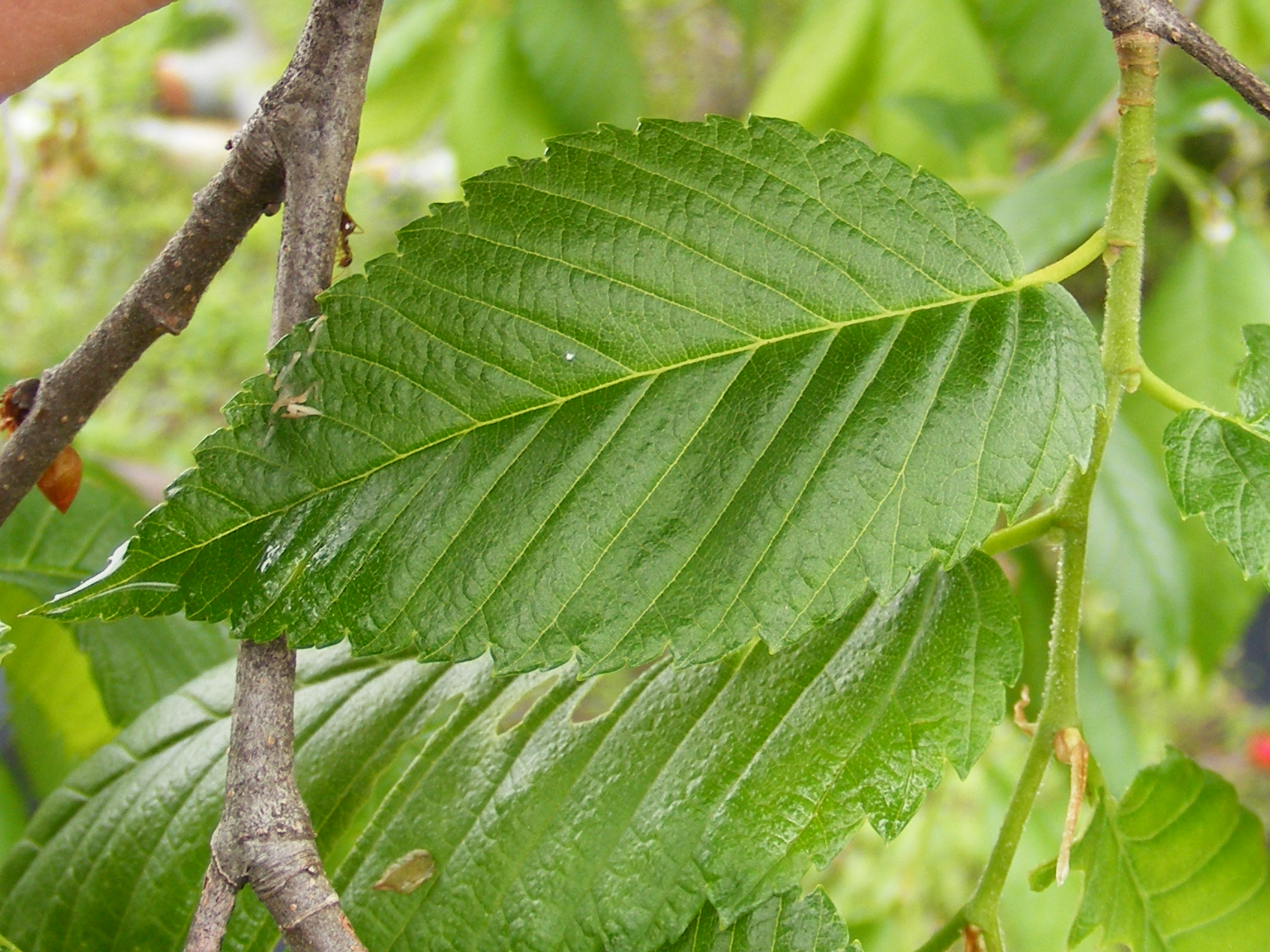 Листья плодовых. Вяз американский (Ulmus Americana. Листья граба и вяза. Вяз граболистный. Граб дерево.