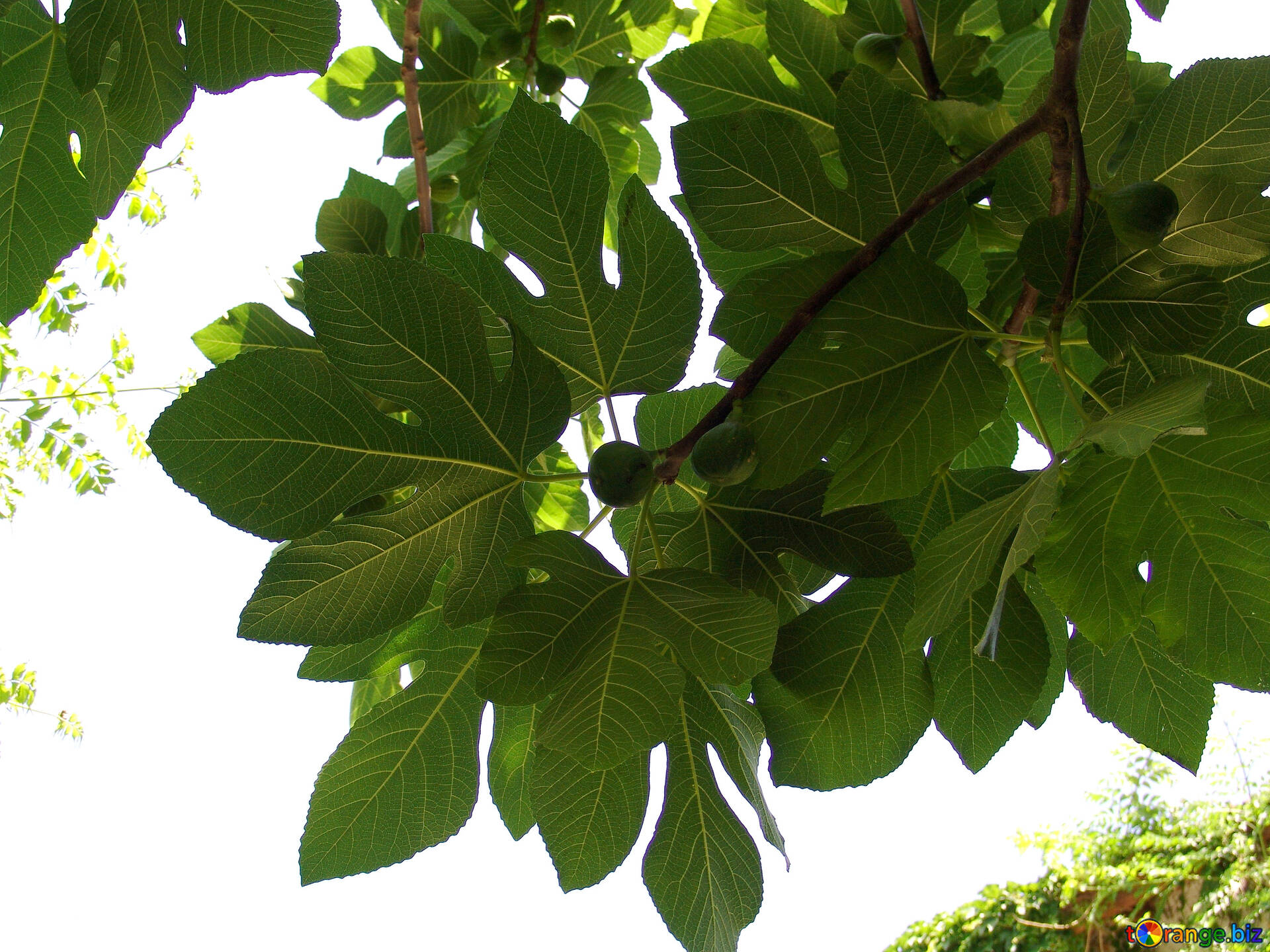 Как выглядят листья инжира фото