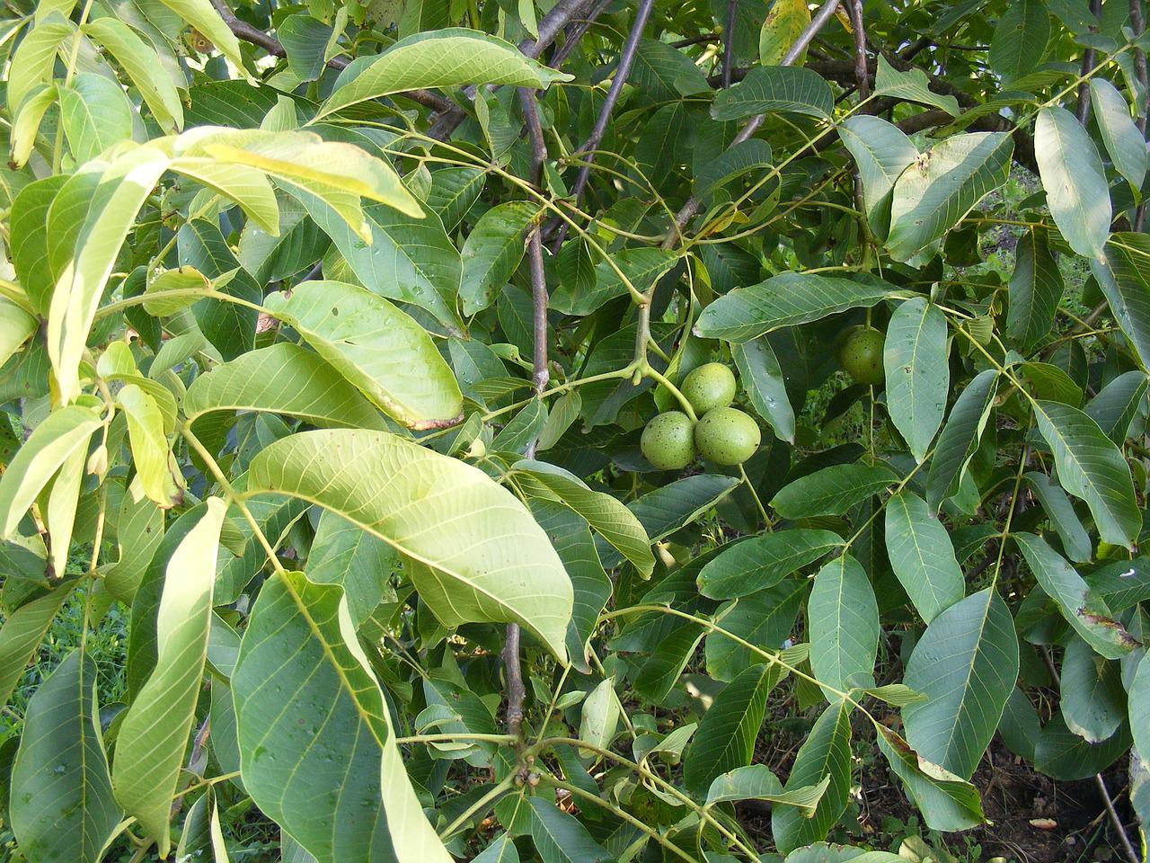 листья плодовых деревьев фото с названиями