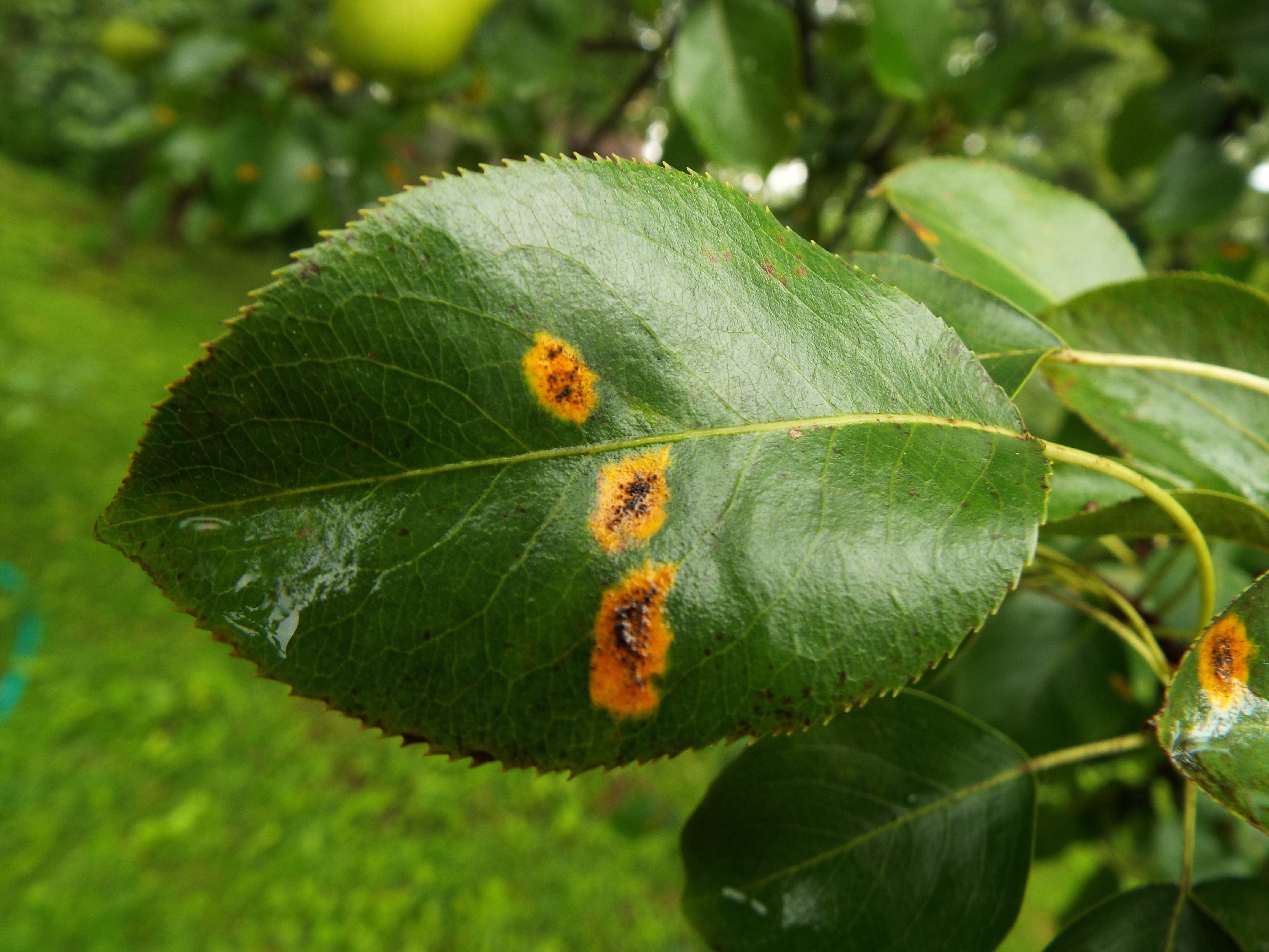 Заболевания плодовых деревьев и борьба с ними с фото как выглядят листья