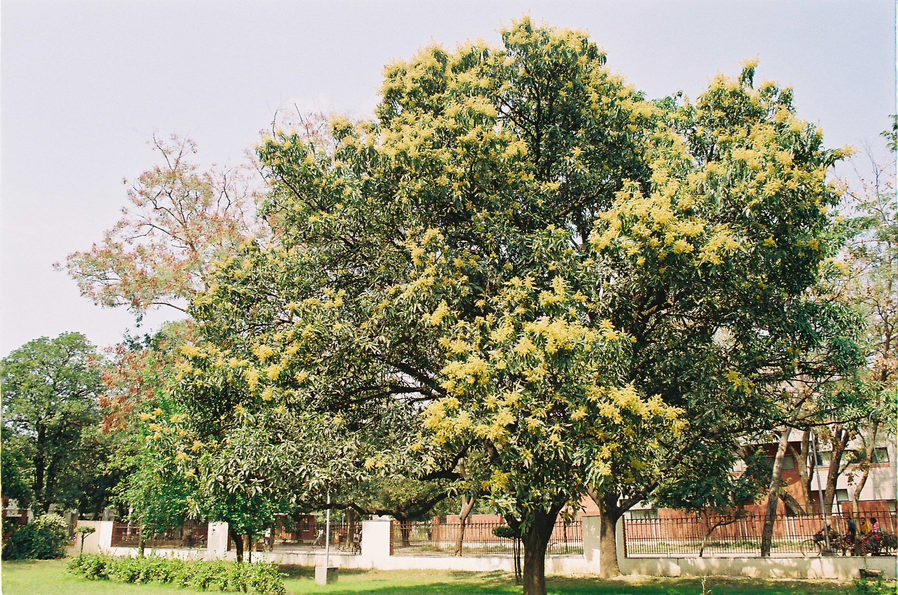 Горчичное дерево фото